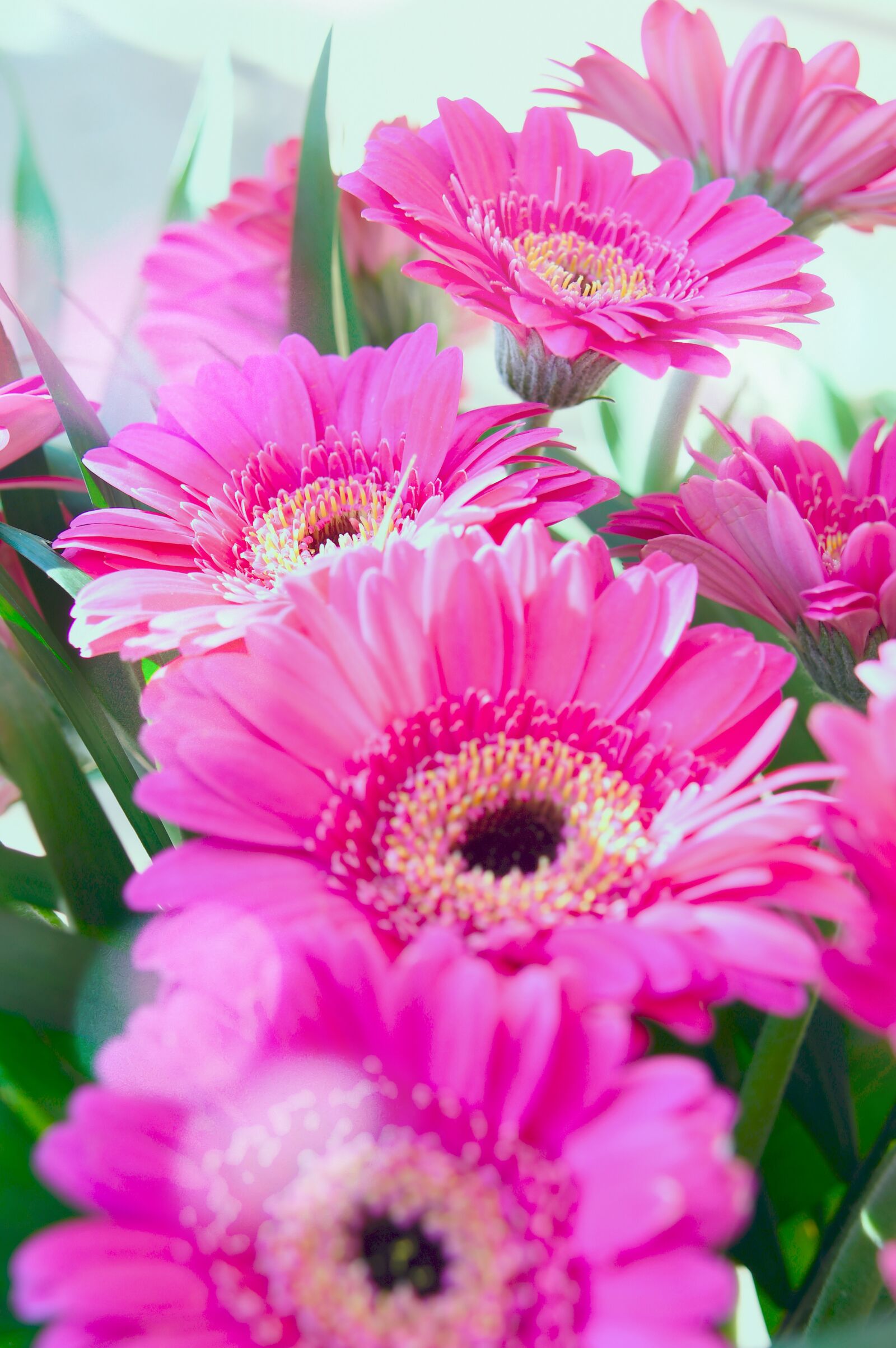 Nikon D3200 sample photo. Pink, gerbera, pink flowers photography