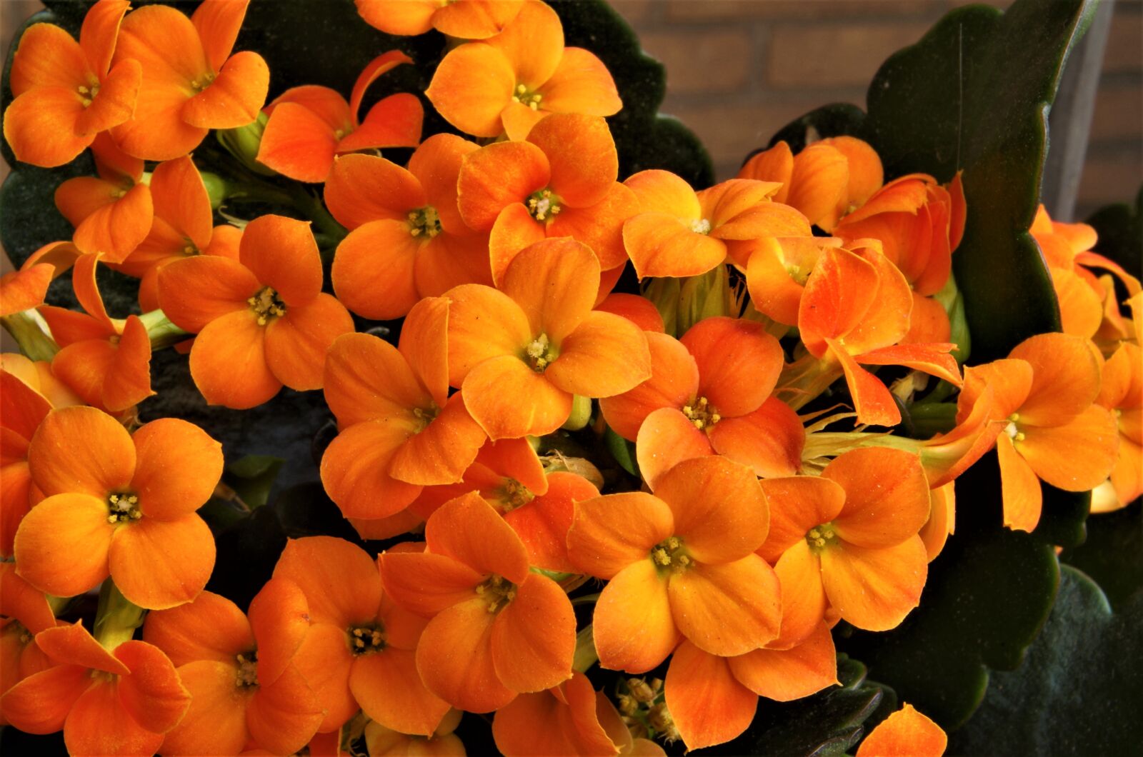 Pentax K-50 sample photo. Flowers, orange flowers, spring photography
