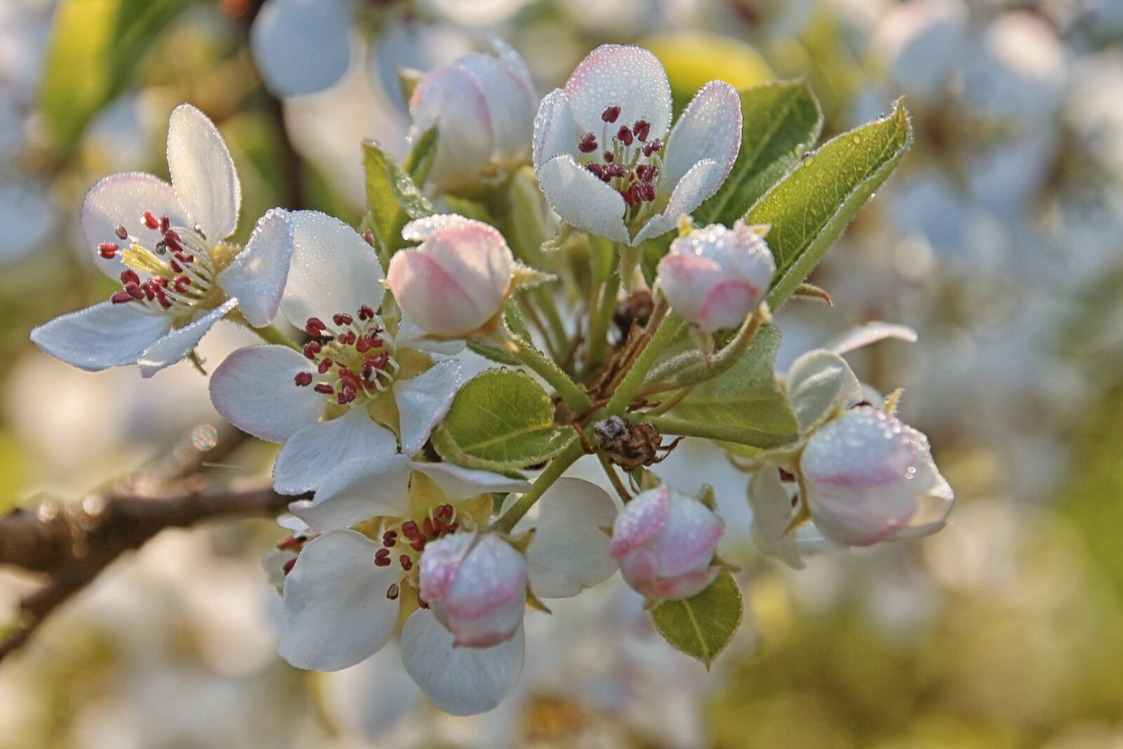 Canon EOS 1100D (EOS Rebel T3 / EOS Kiss X50) sample photo. Apple blossom, flowers, apple photography