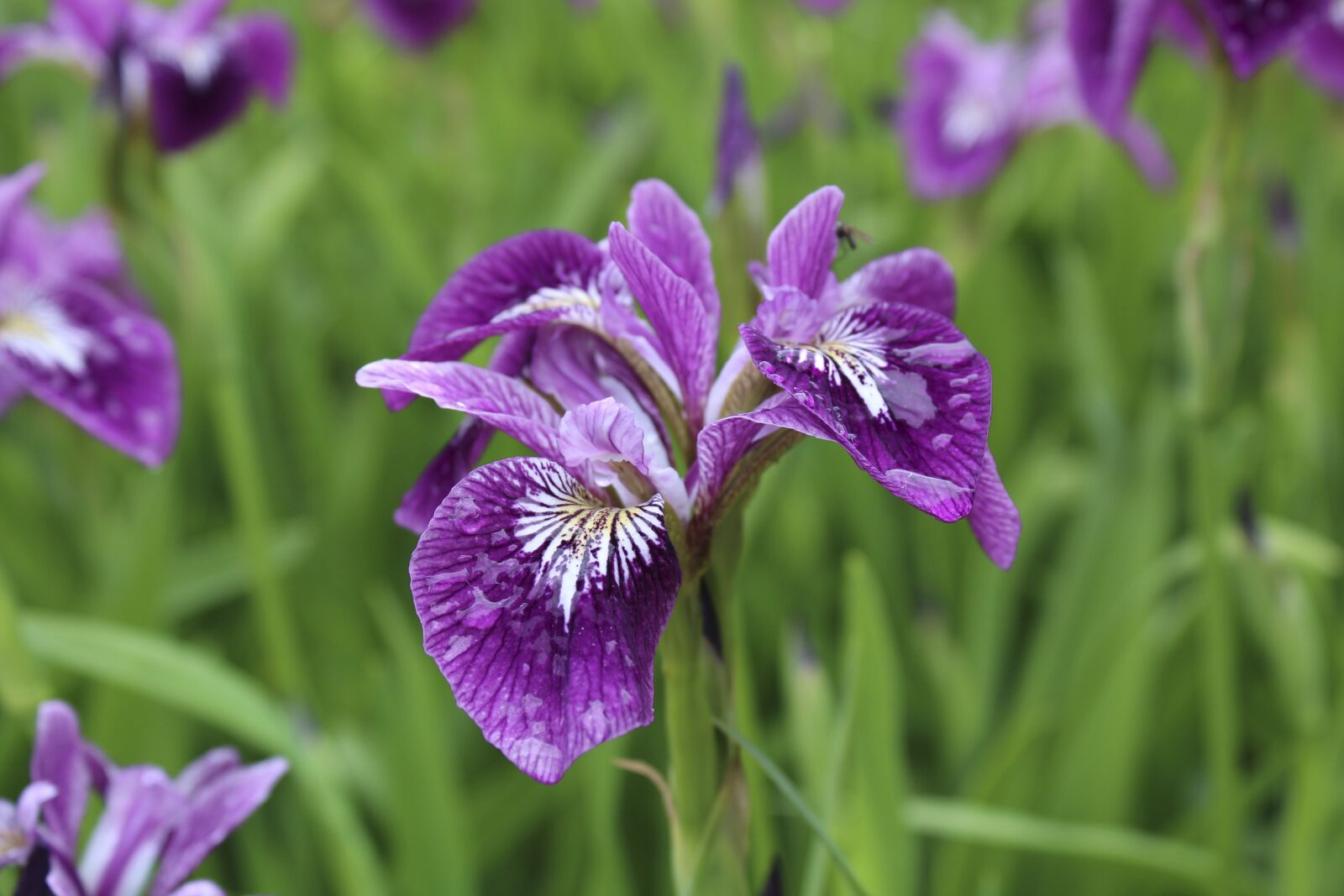 Canon EOS 1300D (EOS Rebel T6 / EOS Kiss X80) sample photo. Iris, irideae, haveiris photography