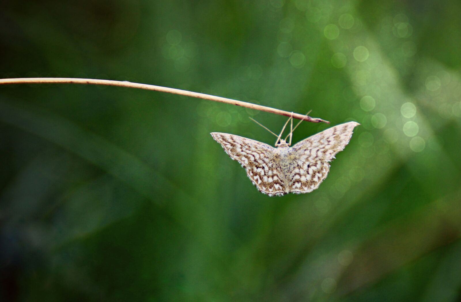 Canon EOS 700D (EOS Rebel T5i / EOS Kiss X7i) sample photo. Butterfly, moth, hang photography