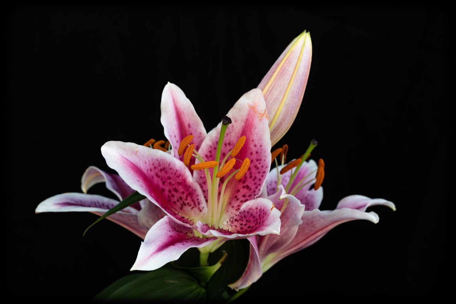 Nikon D810 sample photo. Lily, pink, flower photography