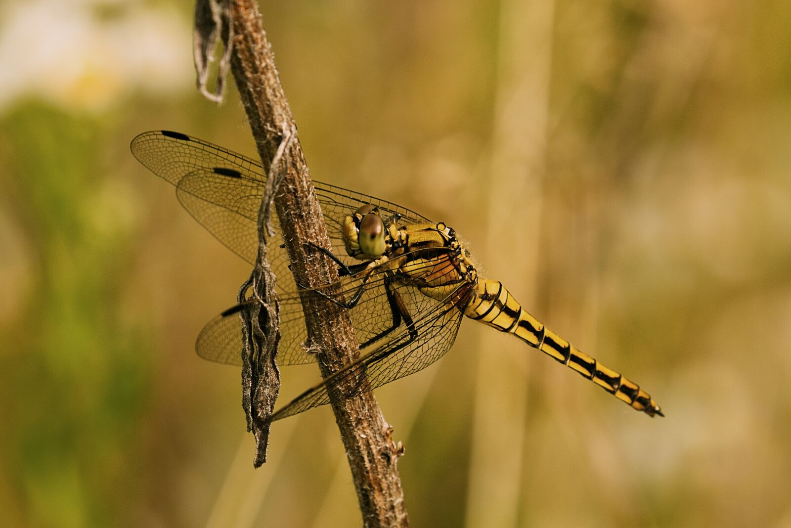 Canon EOS 7D Mark II + Canon EF 100-400mm F4.5-5.6L IS II USM sample photo. Dragonfly, golden, pond photography