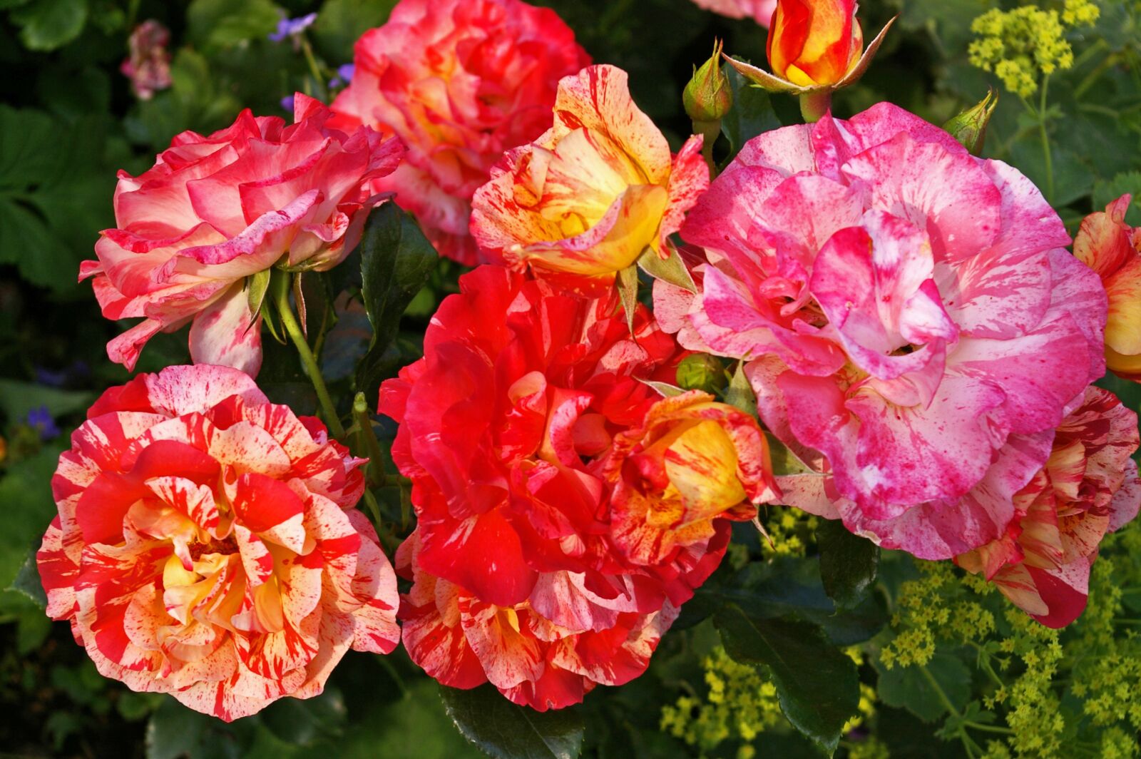 Pentax *ist DL2 sample photo. Painter rose, bicolor rose photography