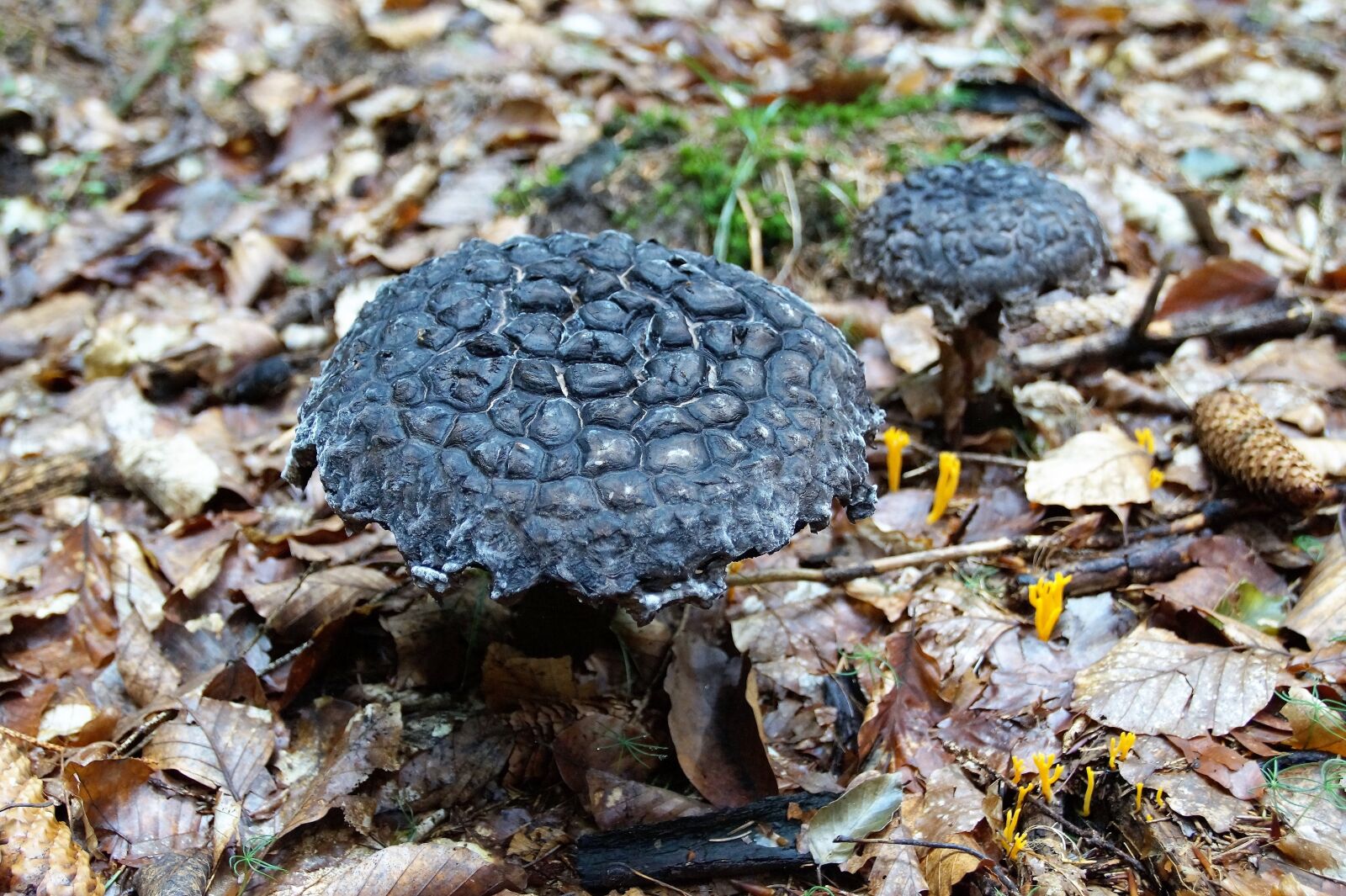 Sony SLT-A58 sample photo. Fungus, boletus, šiškovec photography