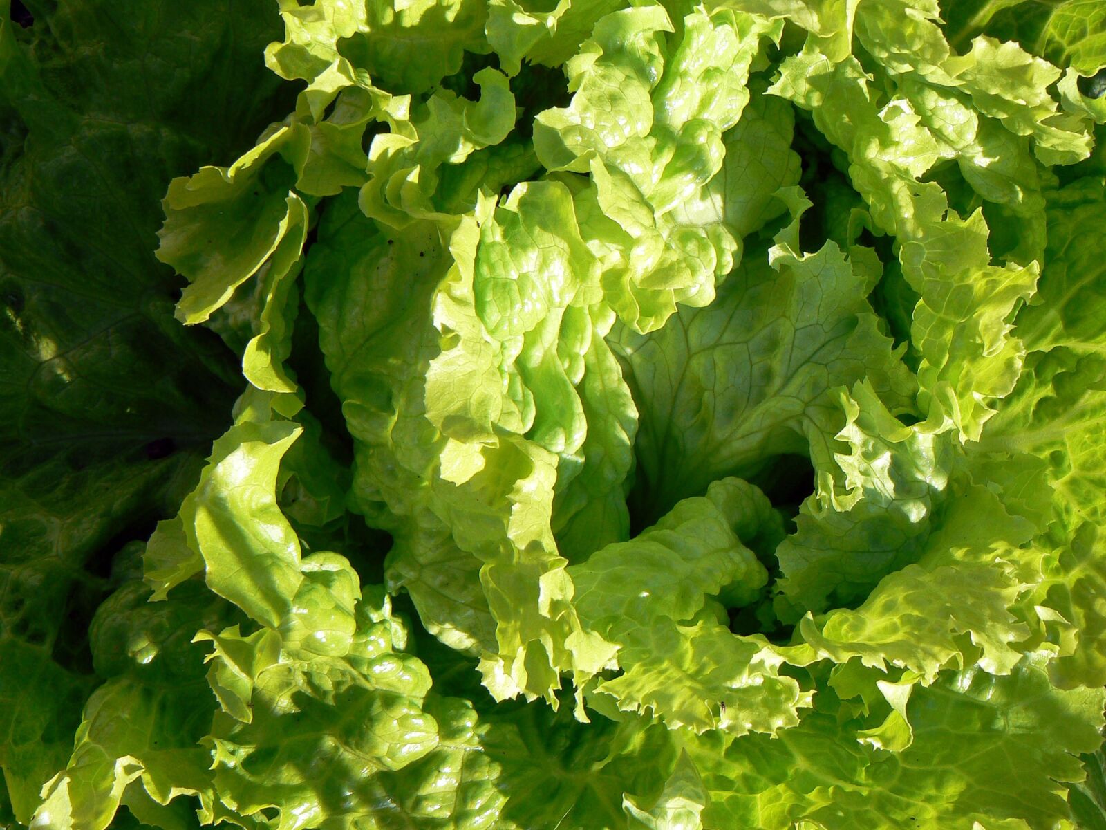 Panasonic DMC-FZ7 sample photo. Salad, power, food photography