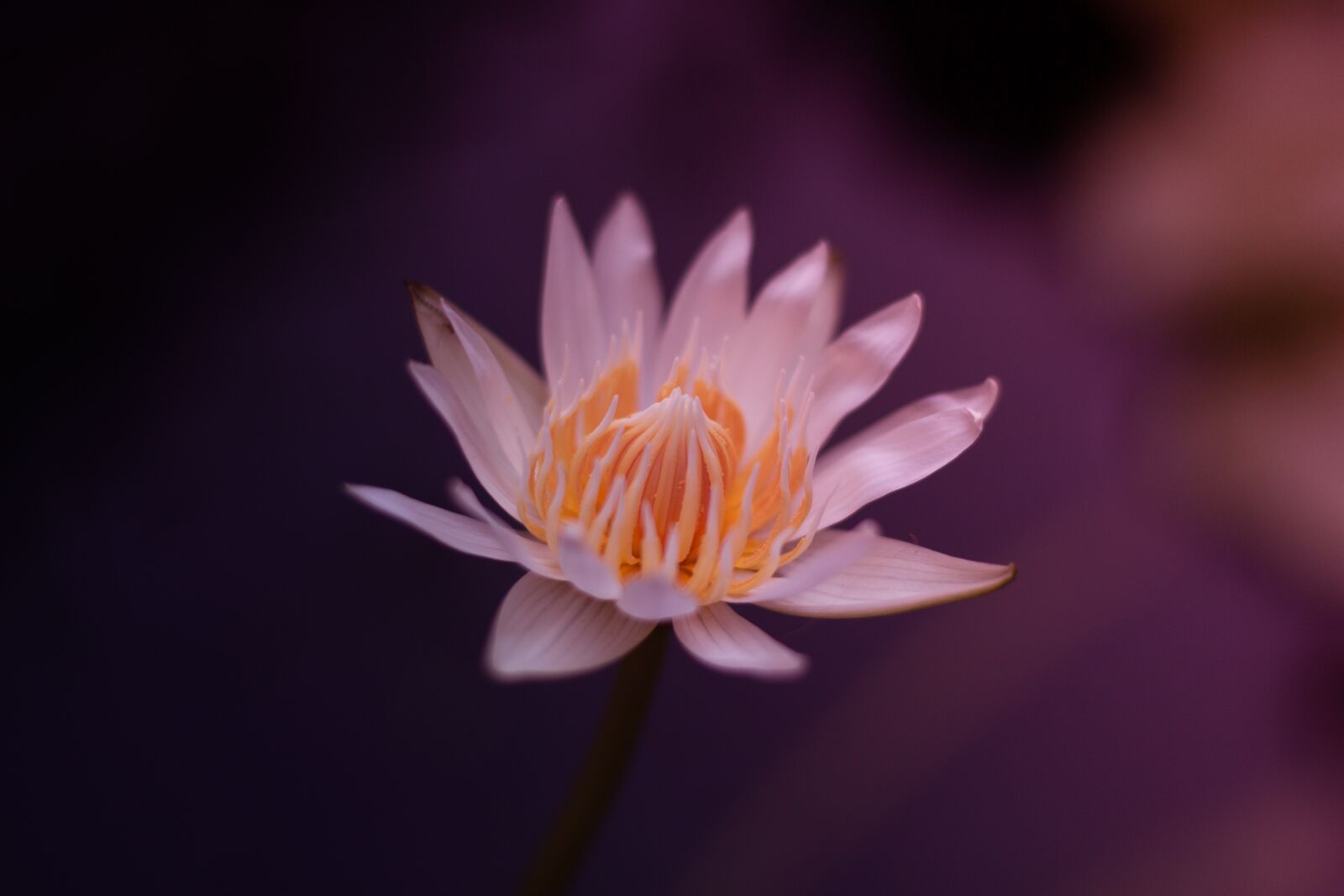 Canon EOS 700D (EOS Rebel T5i / EOS Kiss X7i) + Canon EF 50mm F1.8 STM sample photo. Lily, flowers, turns on photography