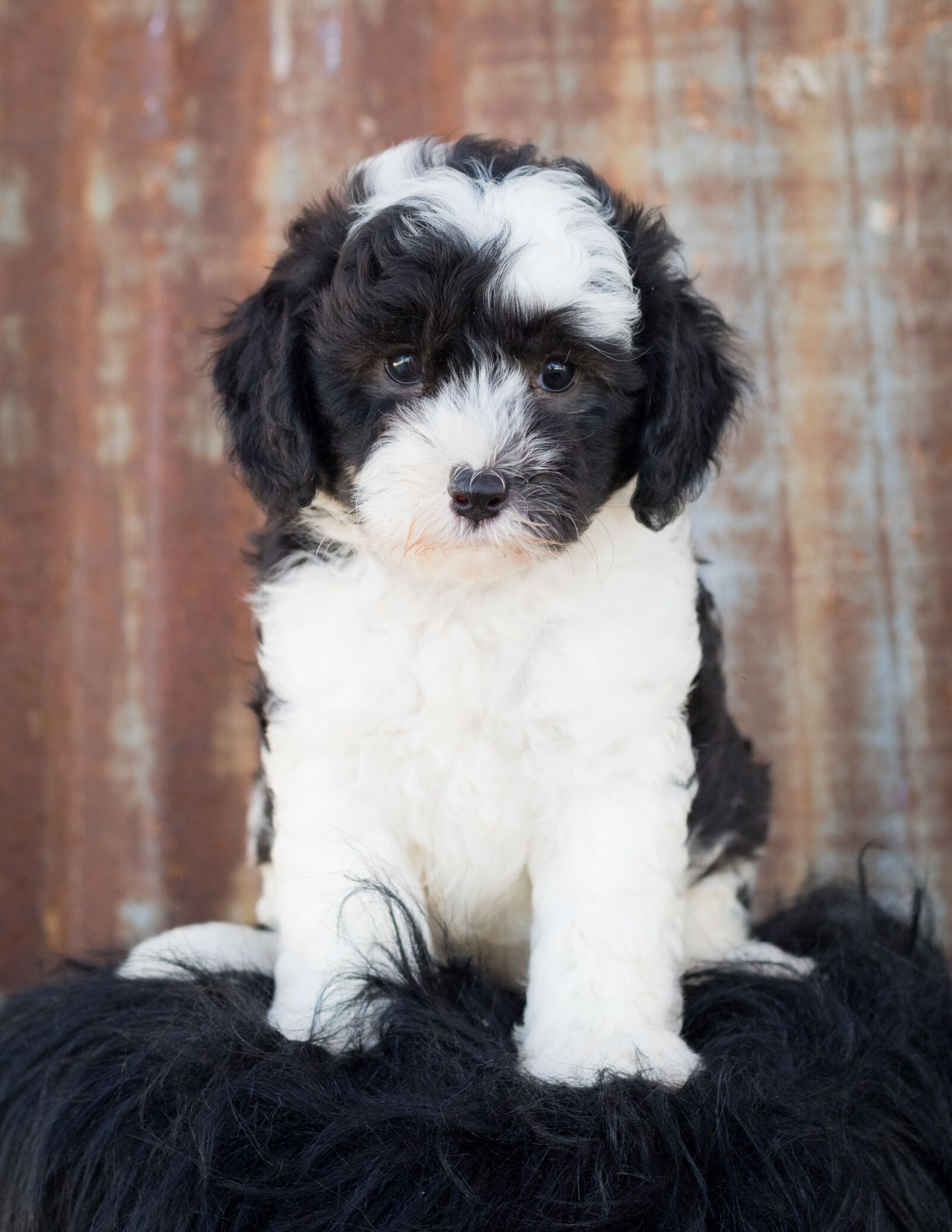 Canon EF 50mm F1.8 STM sample photo. Sheepadoodle, dog, puppy photography
