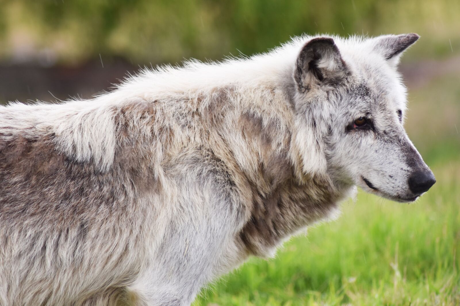 Nikon D7200 sample photo. Canadian timber wolf, animal photography