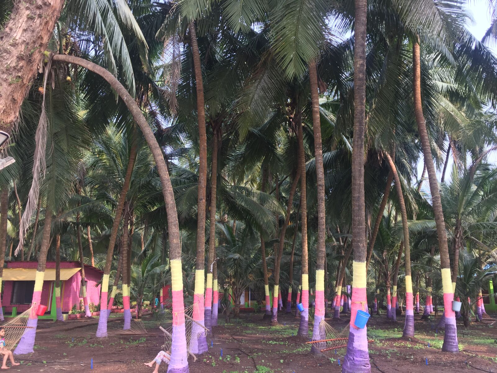Apple iPhone 6 sample photo. Trees, colorful, beach photography