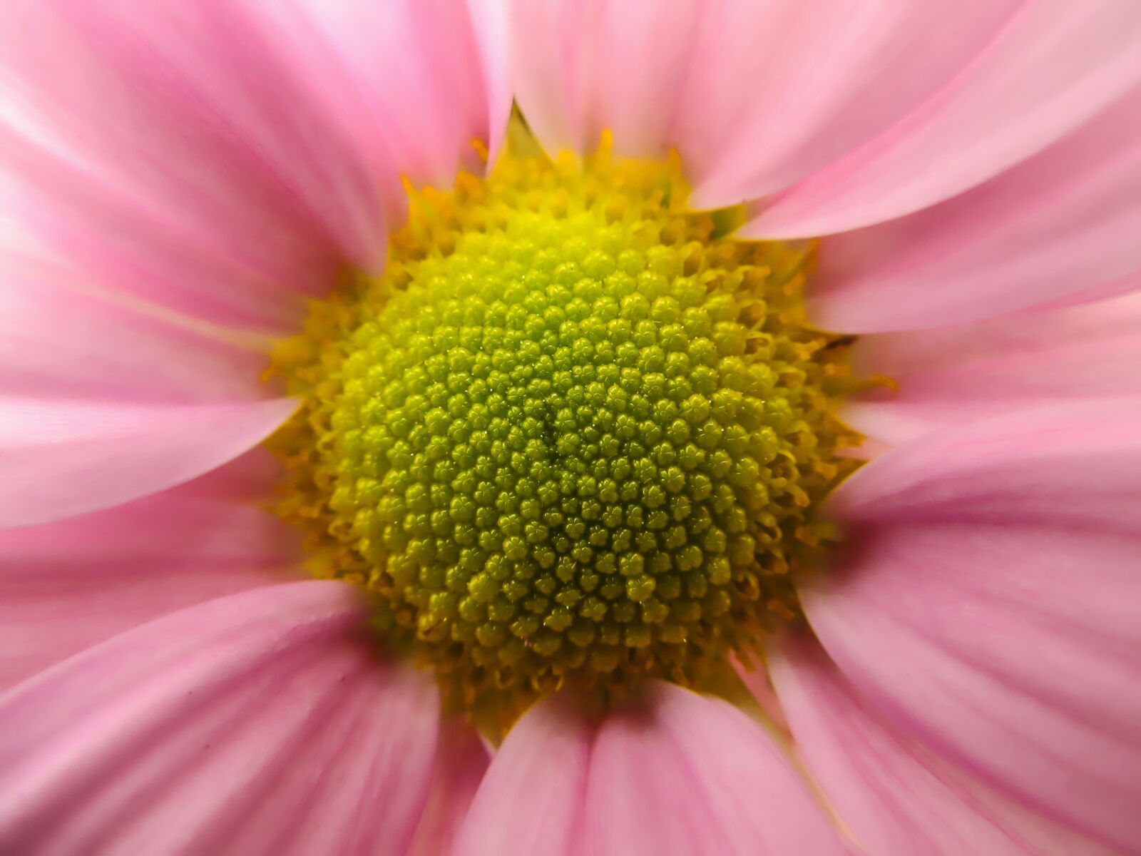 Canon PowerShot SX130 IS sample photo. Flower, macro, close up photography