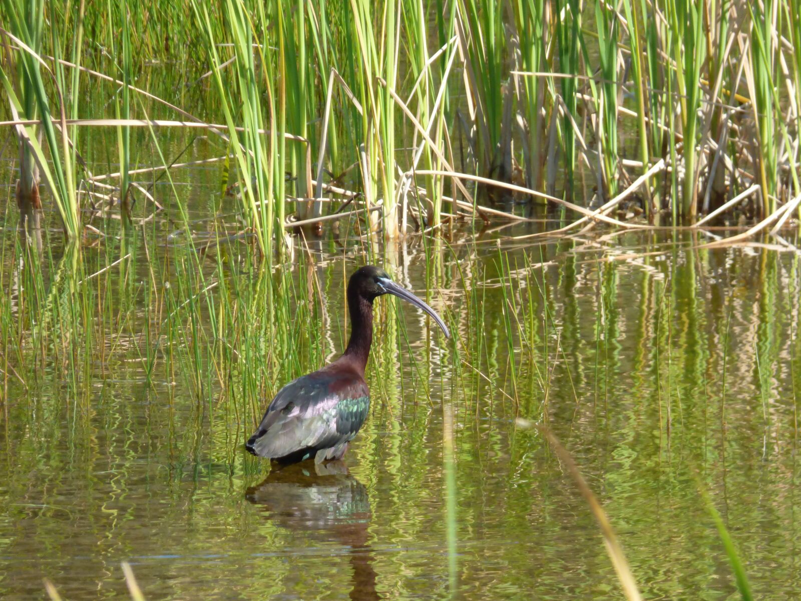 Panasonic DMC-FZ72 sample photo. Glossy ibis, bird, aquatic photography