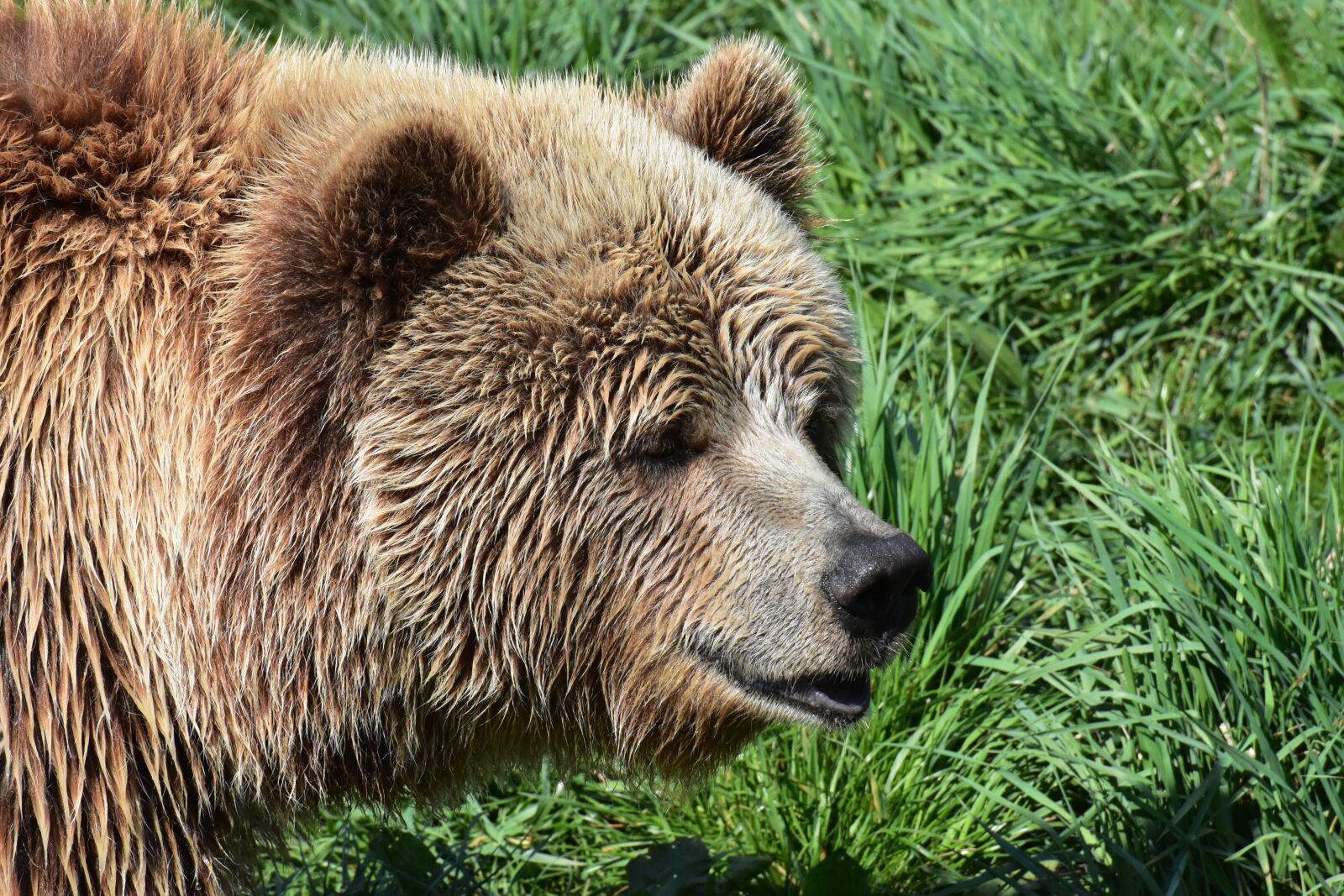 Nikon D7200 sample photo. European brown bear, brown photography