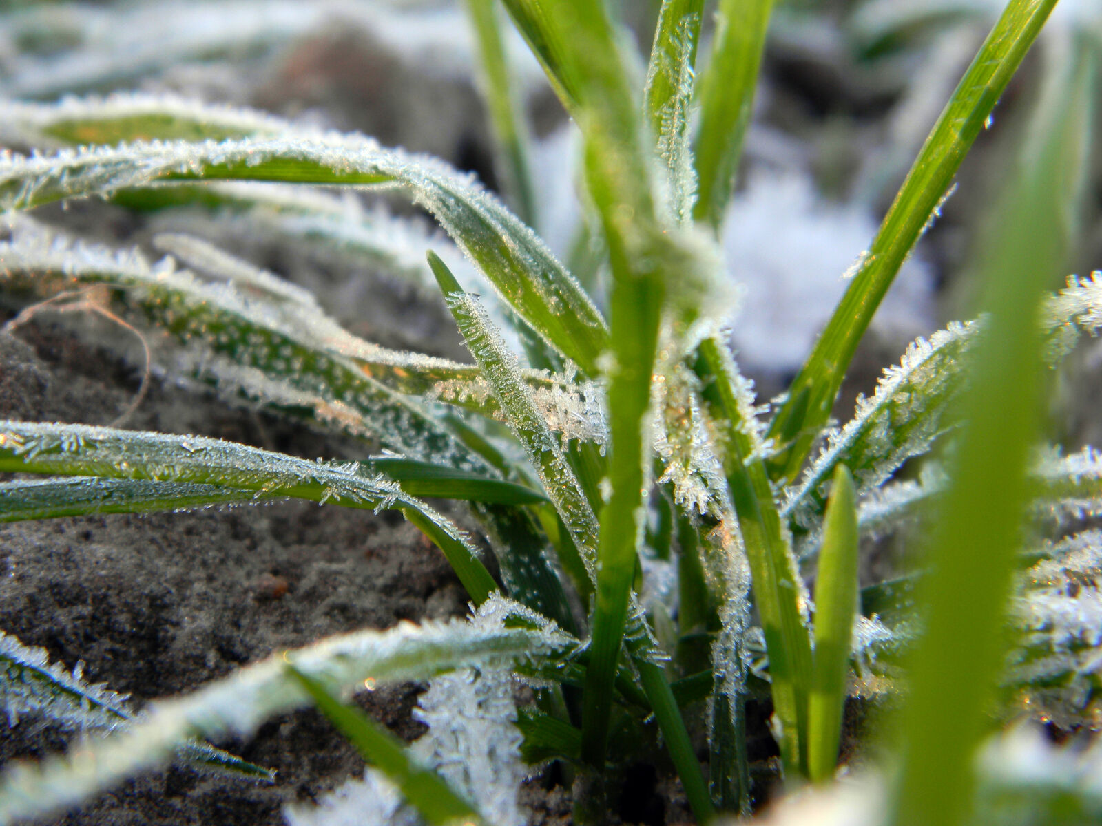 Nikon Coolpix L110 sample photo. Field, frost, frozen, grass photography