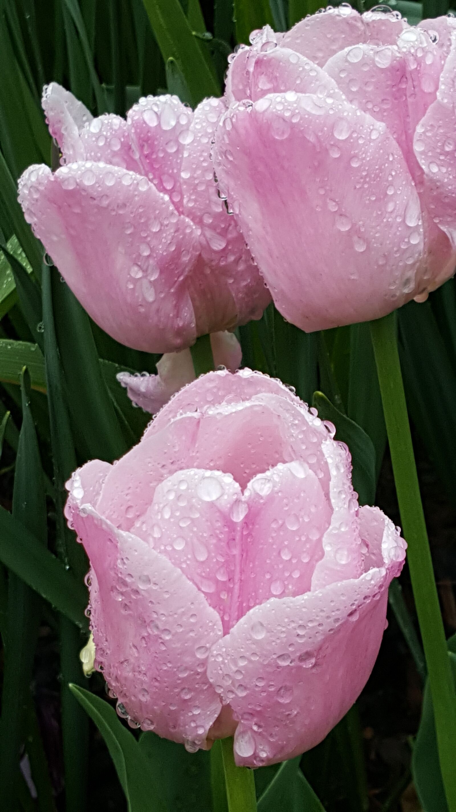 Samsung Galaxy Note5 sample photo. Tulip, pink, spring photography