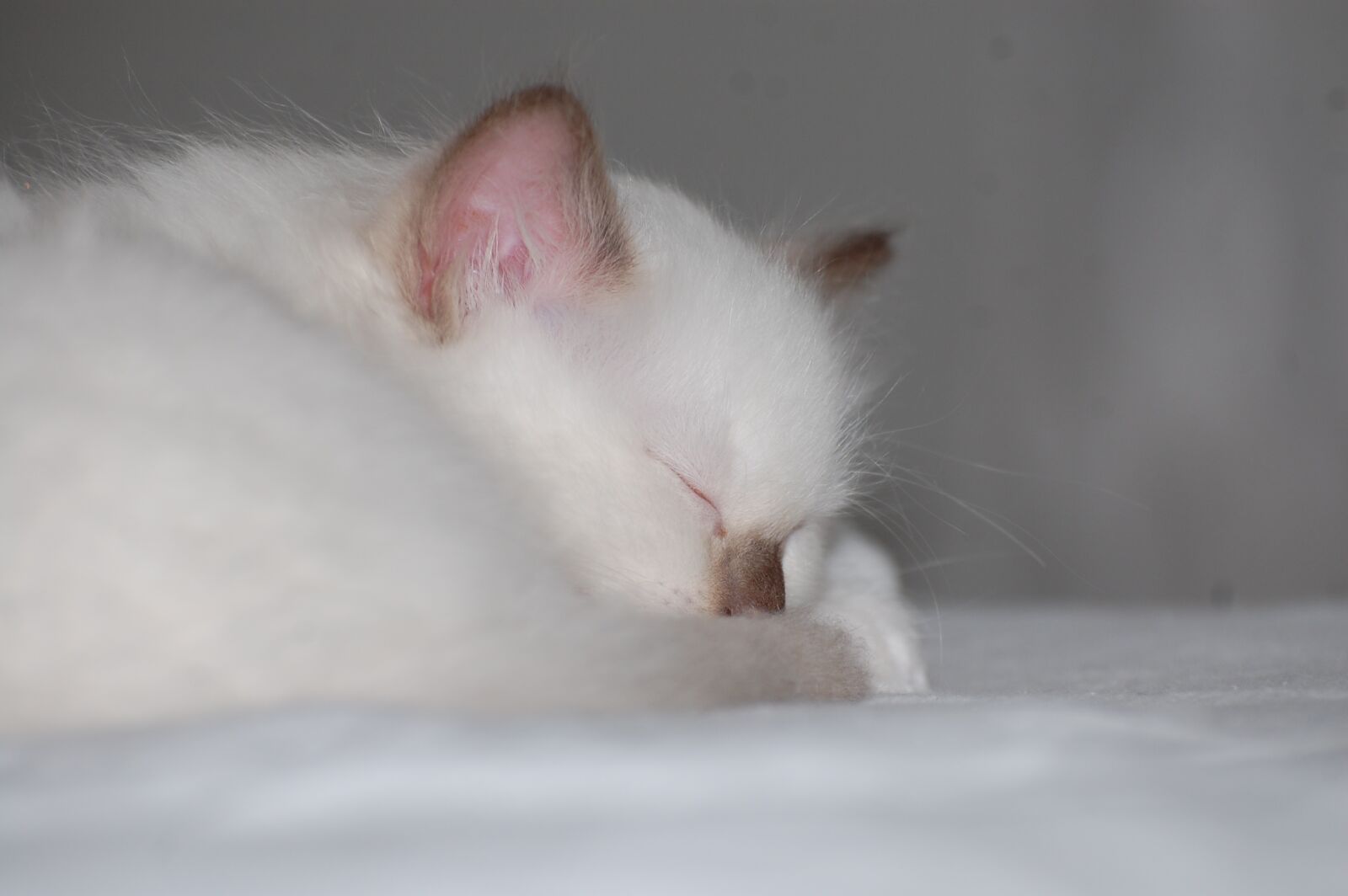 Nikon D40 sample photo. Cat, kitten, sleep photography