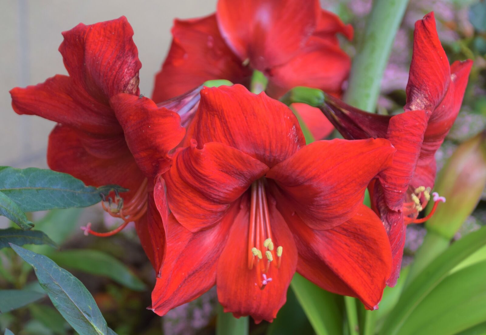 Nikon D3300 sample photo. Floral, gardening, red photography