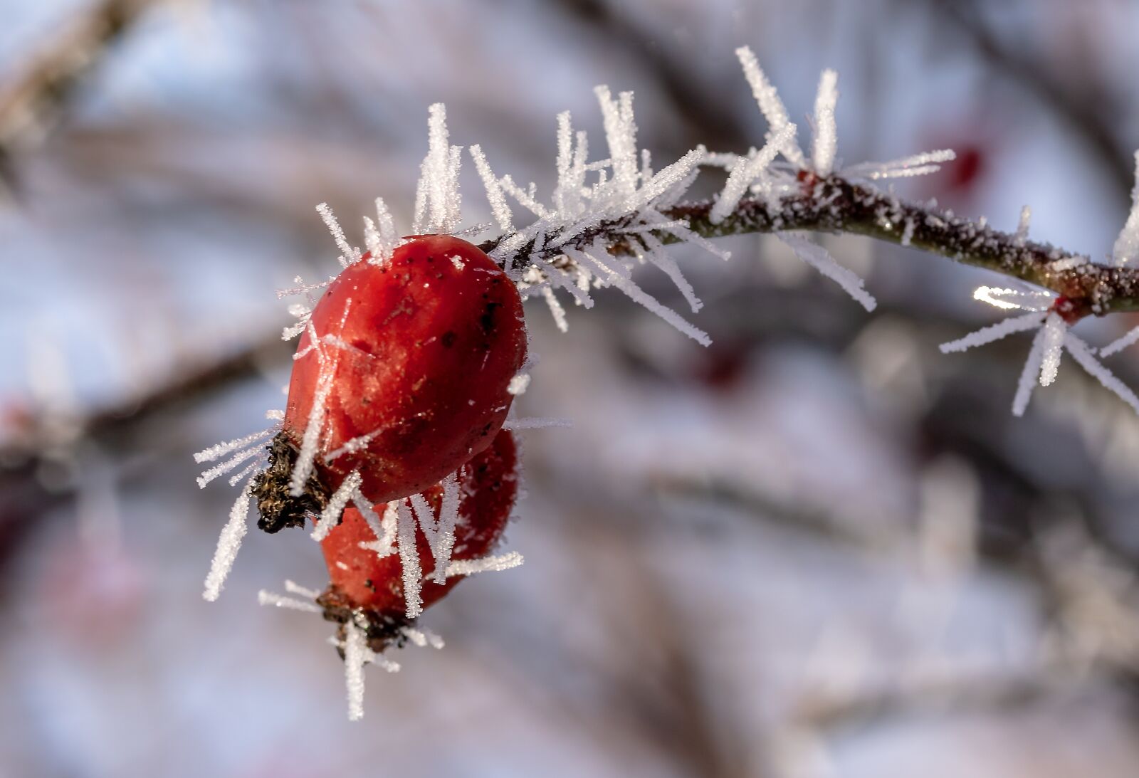 Canon EF-S 60mm F2.8 Macro USM sample photo. Rose hip, eiskristalle, snow photography