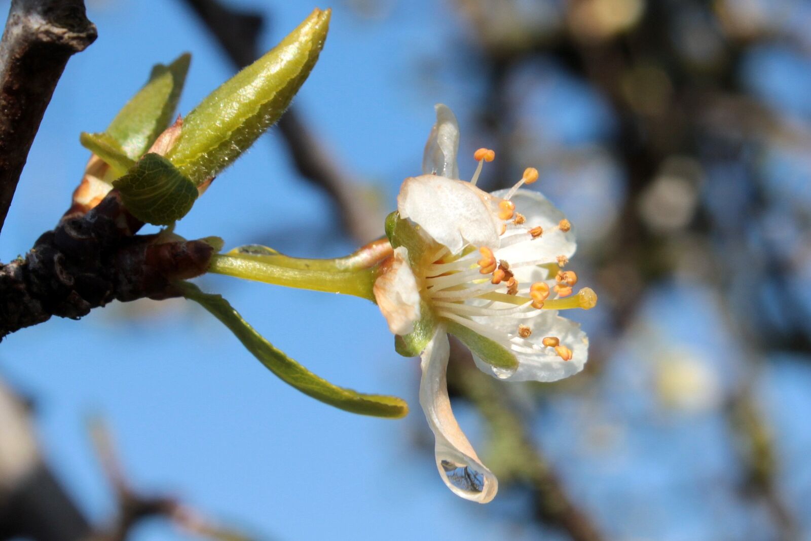 Canon EOS 650D (EOS Rebel T4i / EOS Kiss X6i) sample photo. Plum tree, prunus domestica photography