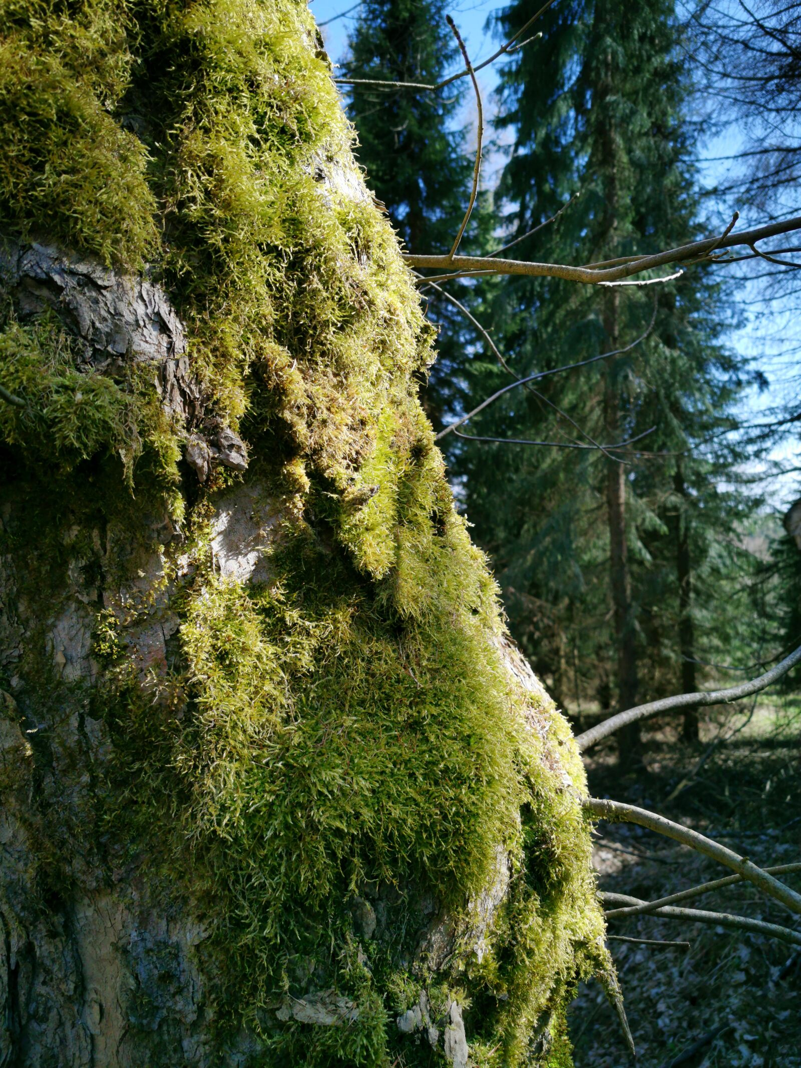 HUAWEI P30 Pro sample photo. Moss, log, bad einsiedel photography