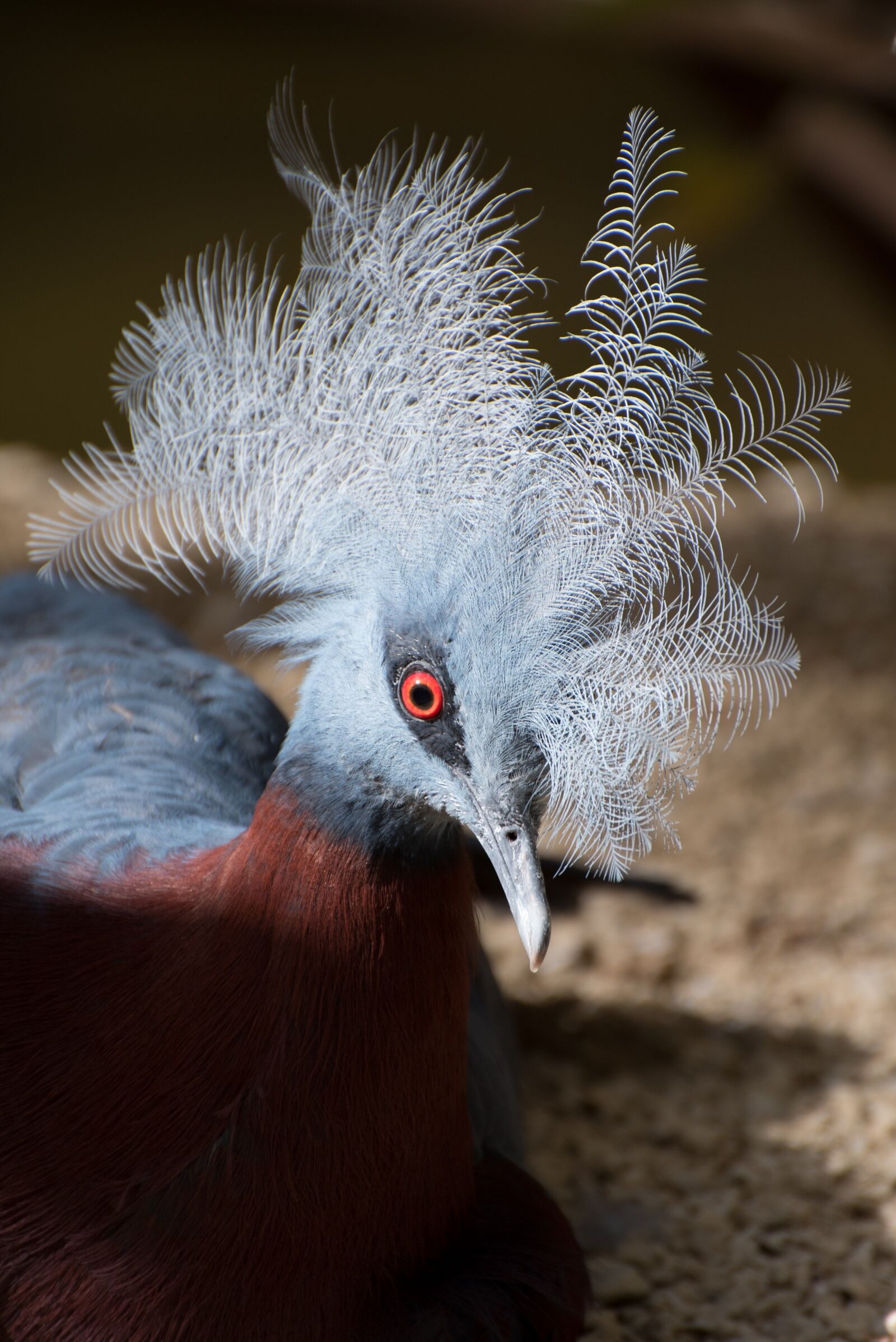 Nikon D750 sample photo. Bird, cockscomb, blue photography