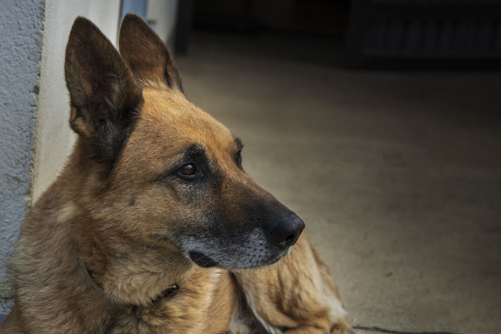 Nikon D5200 sample photo. Pet, dog, cute photography