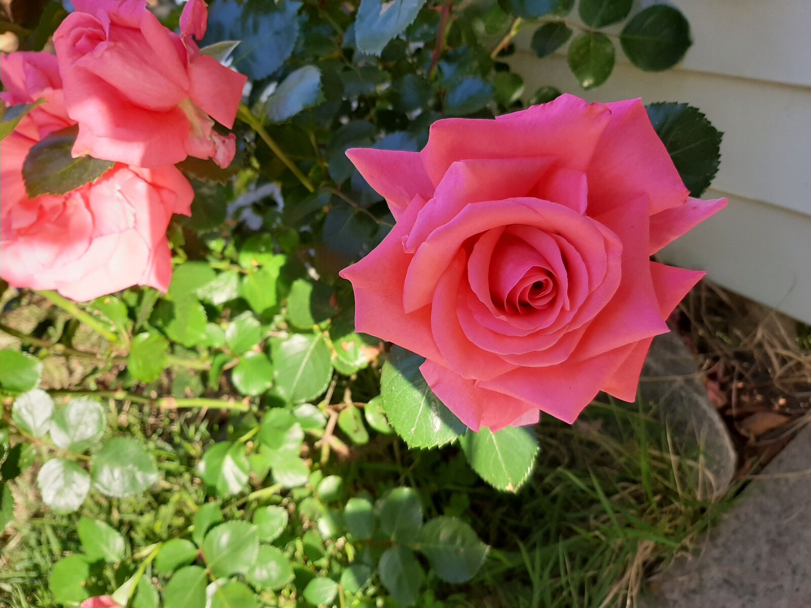 Samsung Galaxy A50 sample photo. Rose, elegant roses, red photography
