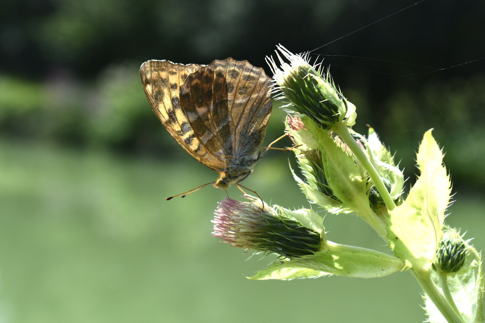 Nikon D5600 sample photo. Forage, butterfly, moth photography