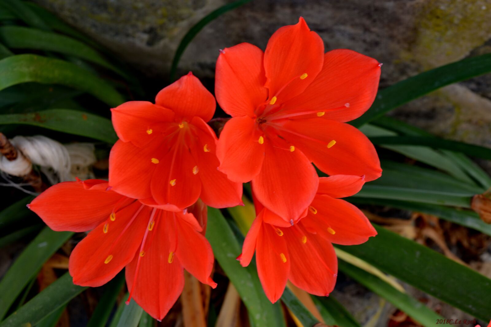 Nikon D5200 sample photo. Flowers, red, nature photography
