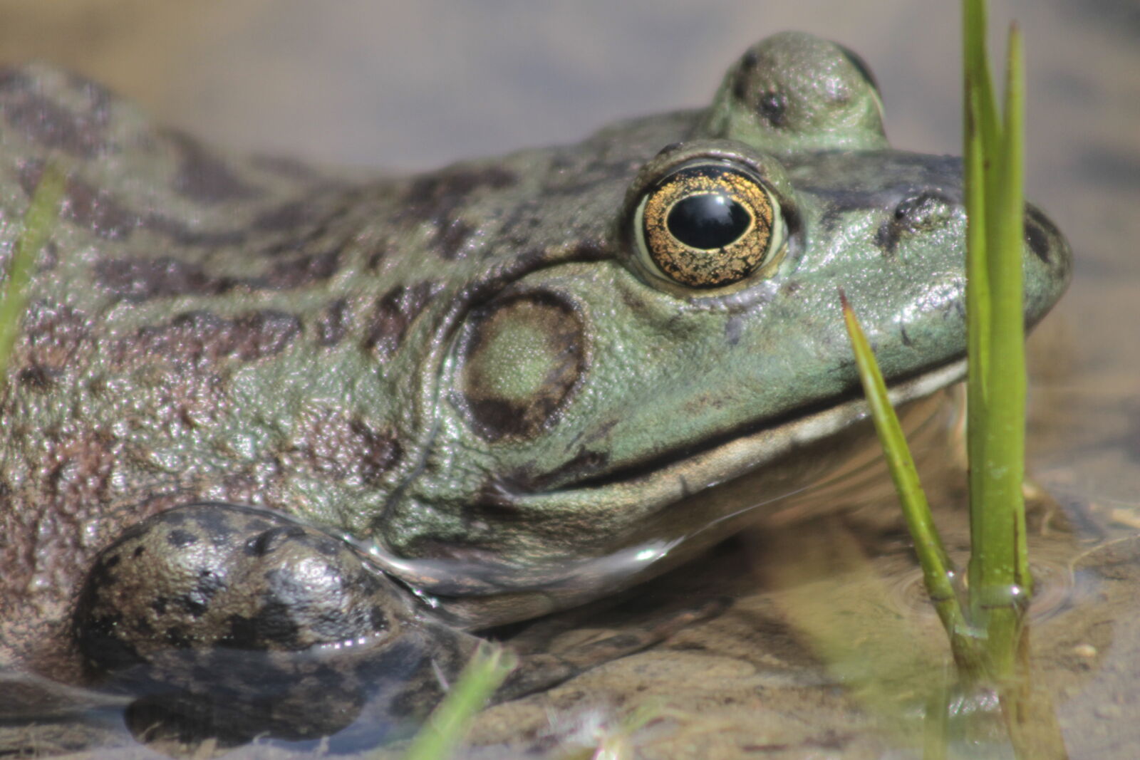 Canon EOS 1100D (EOS Rebel T3 / EOS Kiss X50) sample photo. Frog photography