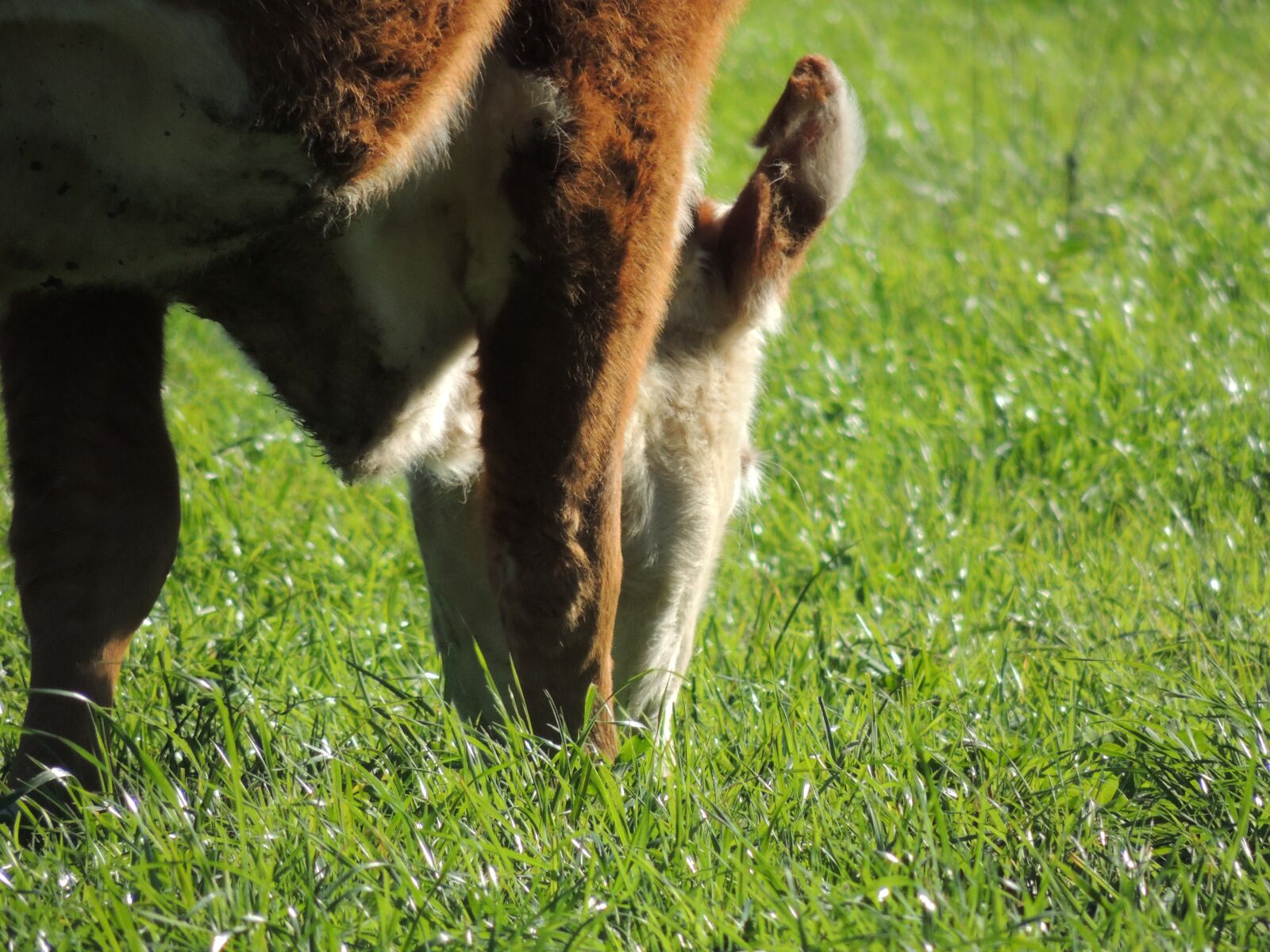 Nikon Coolpix P510 sample photo. Grazing, pastejando, pastejar photography