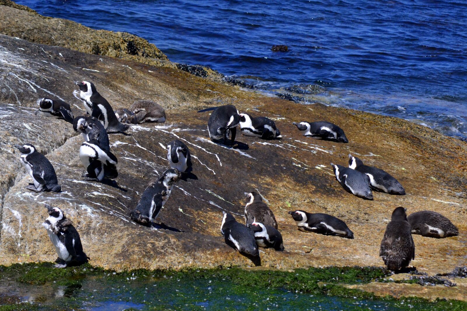 Nikon D3100 sample photo. Bird life, ocean, nature photography