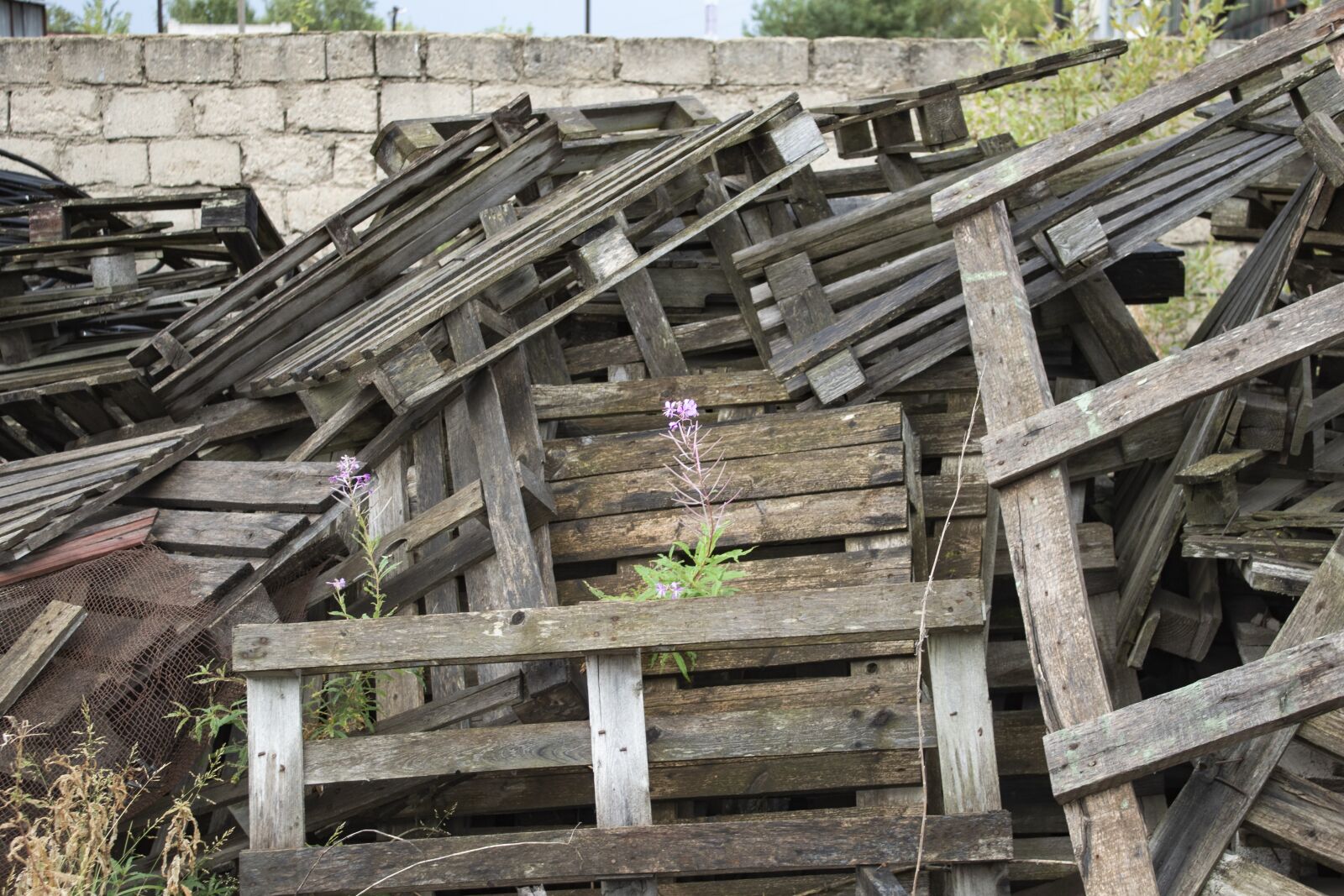 Canon EOS 4000D (EOS Rebel T100 / EOS 3000D) sample photo. Construction, flower, pallets photography