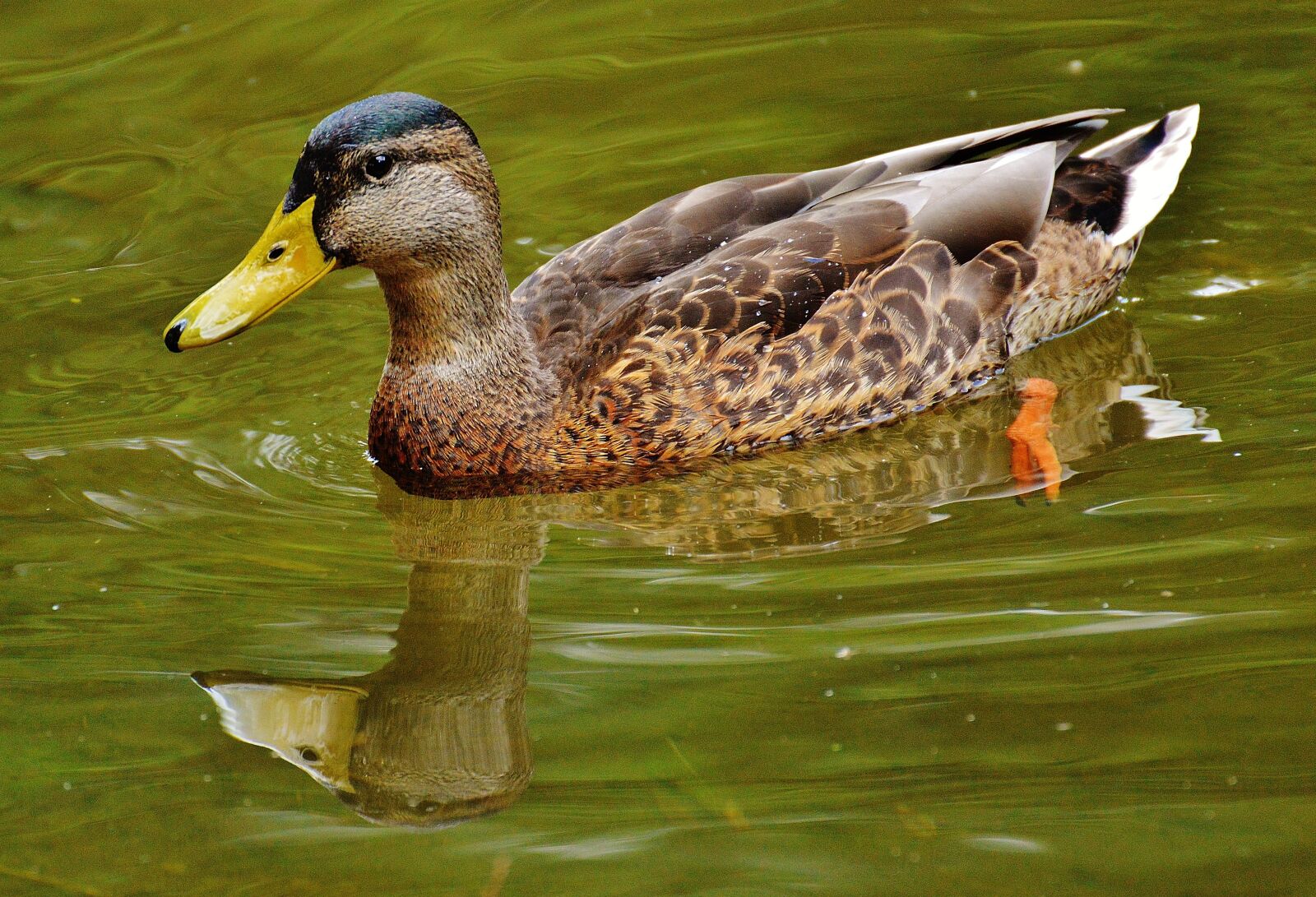 Nikon D3200 sample photo. Duck, waters, water photography