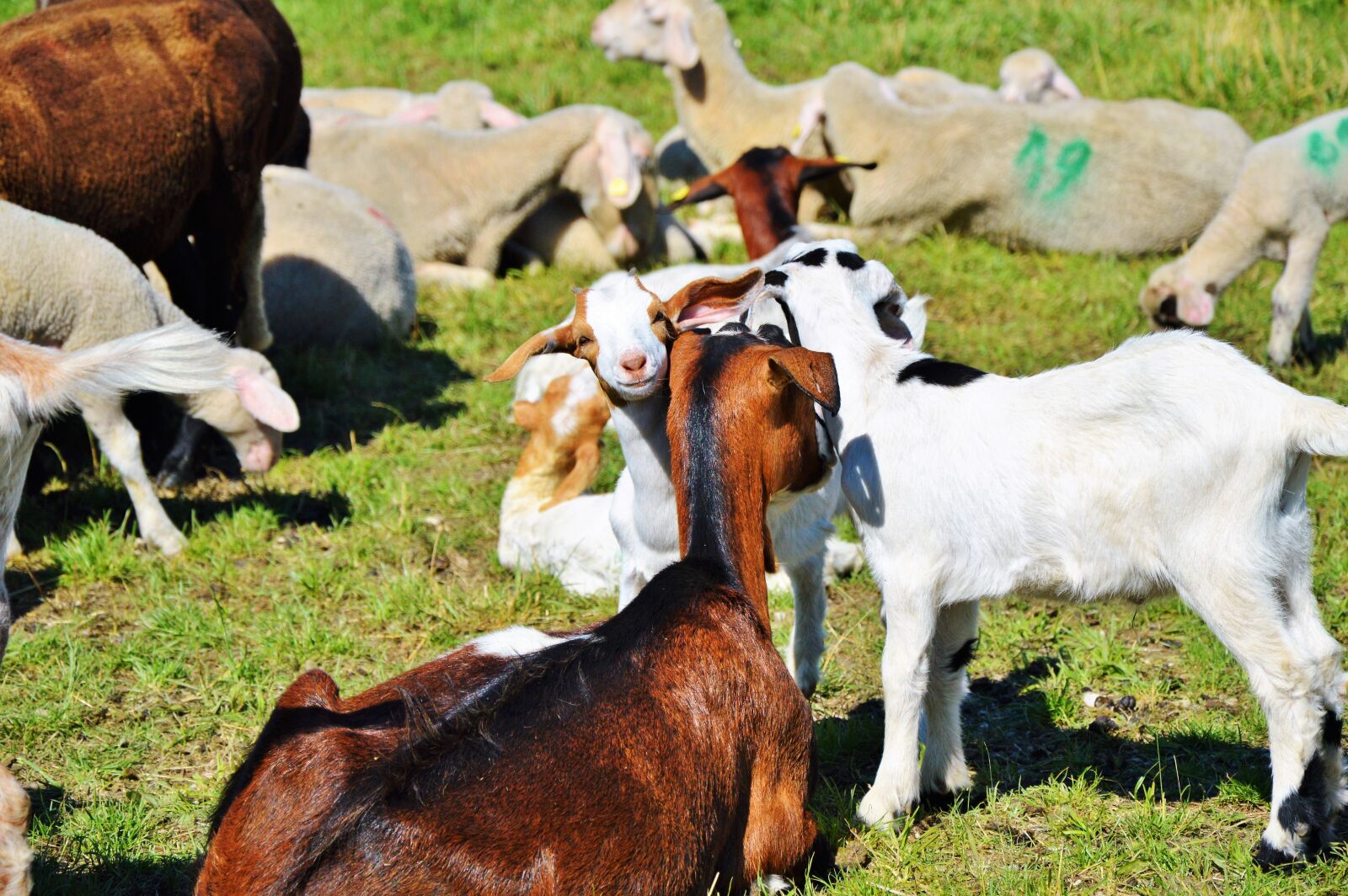 Nikon D3200 sample photo. Goat, prima donna, geiss photography