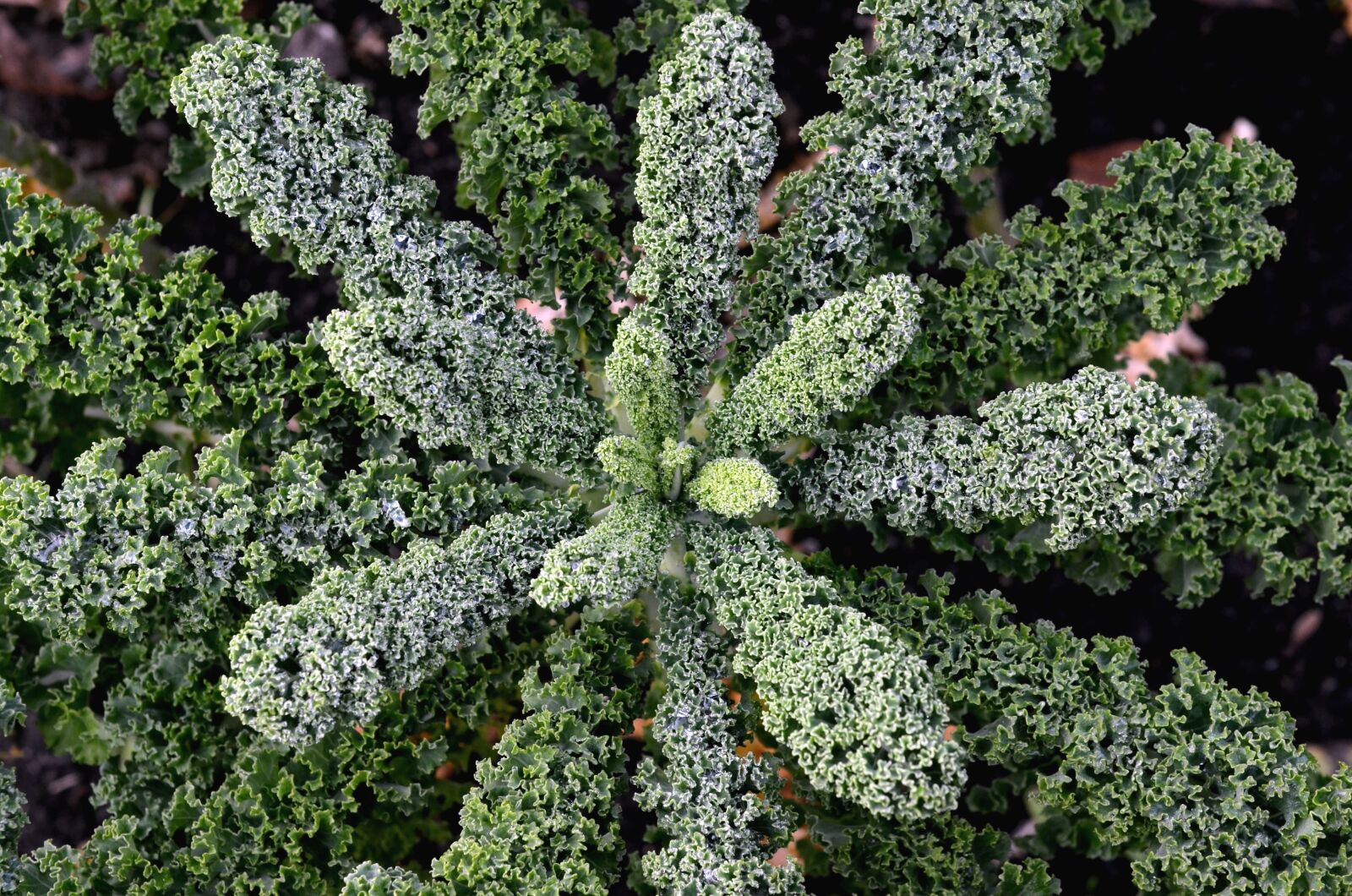 Nikon D5100 sample photo. Plant, green, leaves photography