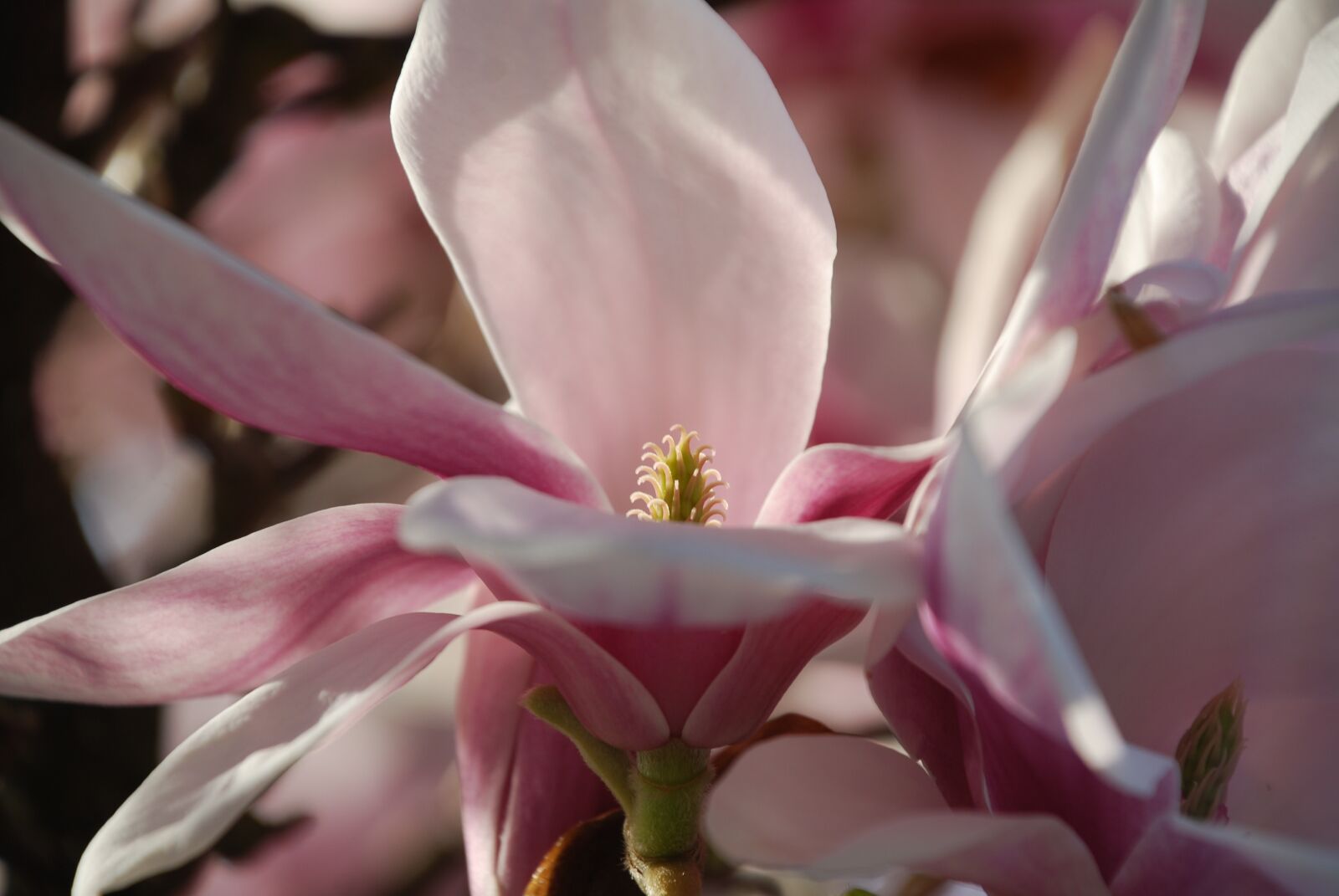 Nikon D80 sample photo. Magnolia, flower, spring photography