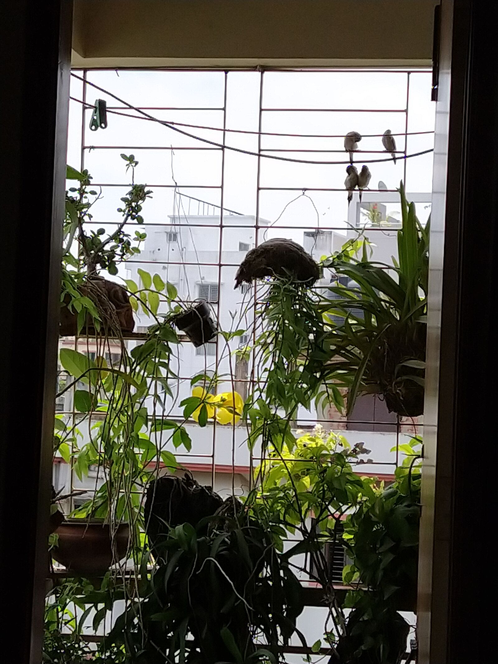 Xiaomi Mi A3 sample photo. Birds at balcony, love photography