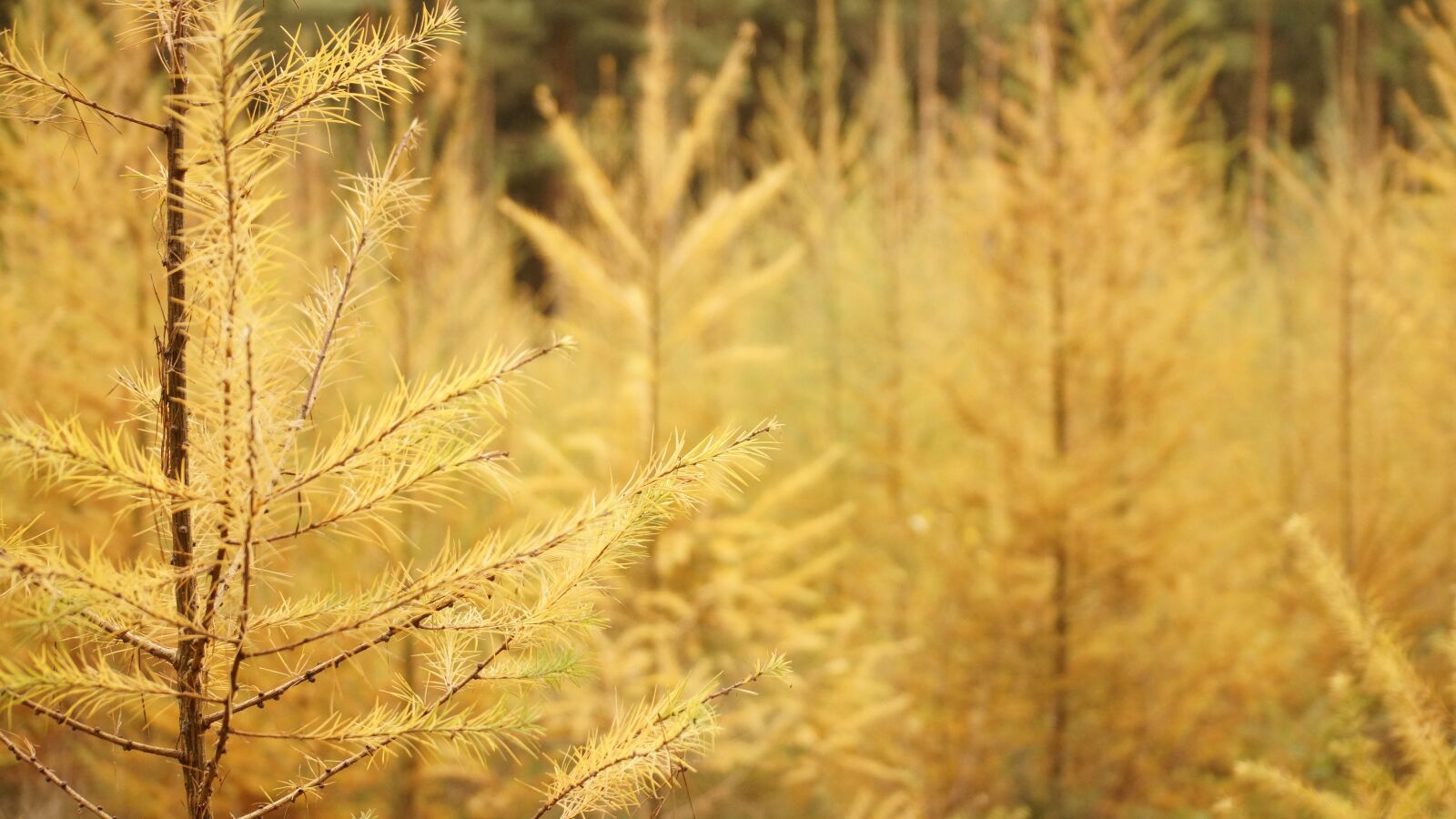 Sony SLT-A65 (SLT-A65V) sample photo. Plant, wooden, tree photography