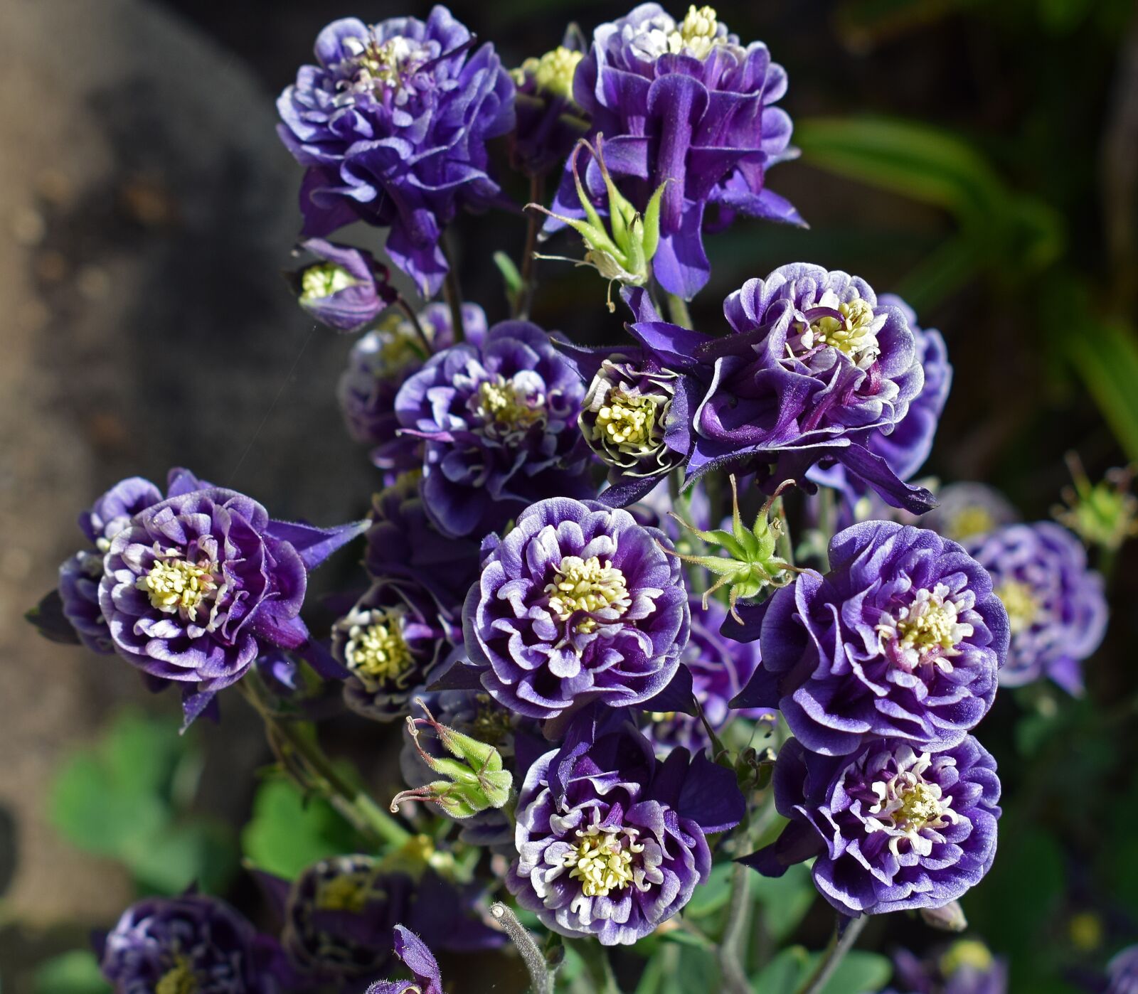 Nikon D3300 sample photo. Columbine, full bloom, double photography