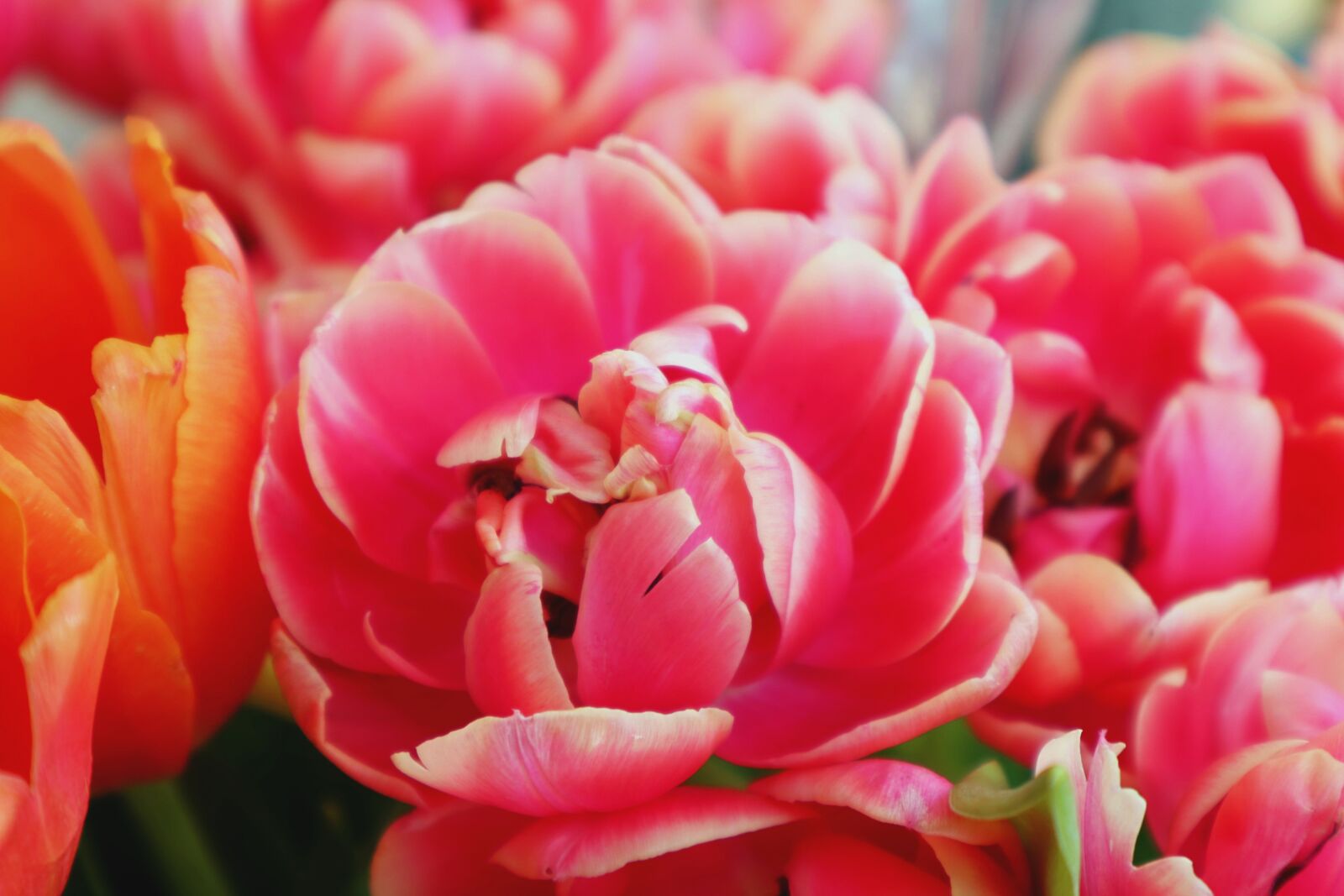 Canon EOS M100 sample photo. Plant, pink, red photography