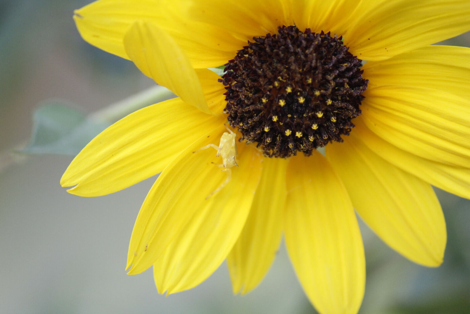 Canon EOS 1300D (EOS Rebel T6 / EOS Kiss X80) sample photo. Miniworld, camouflage, spider, sun photography