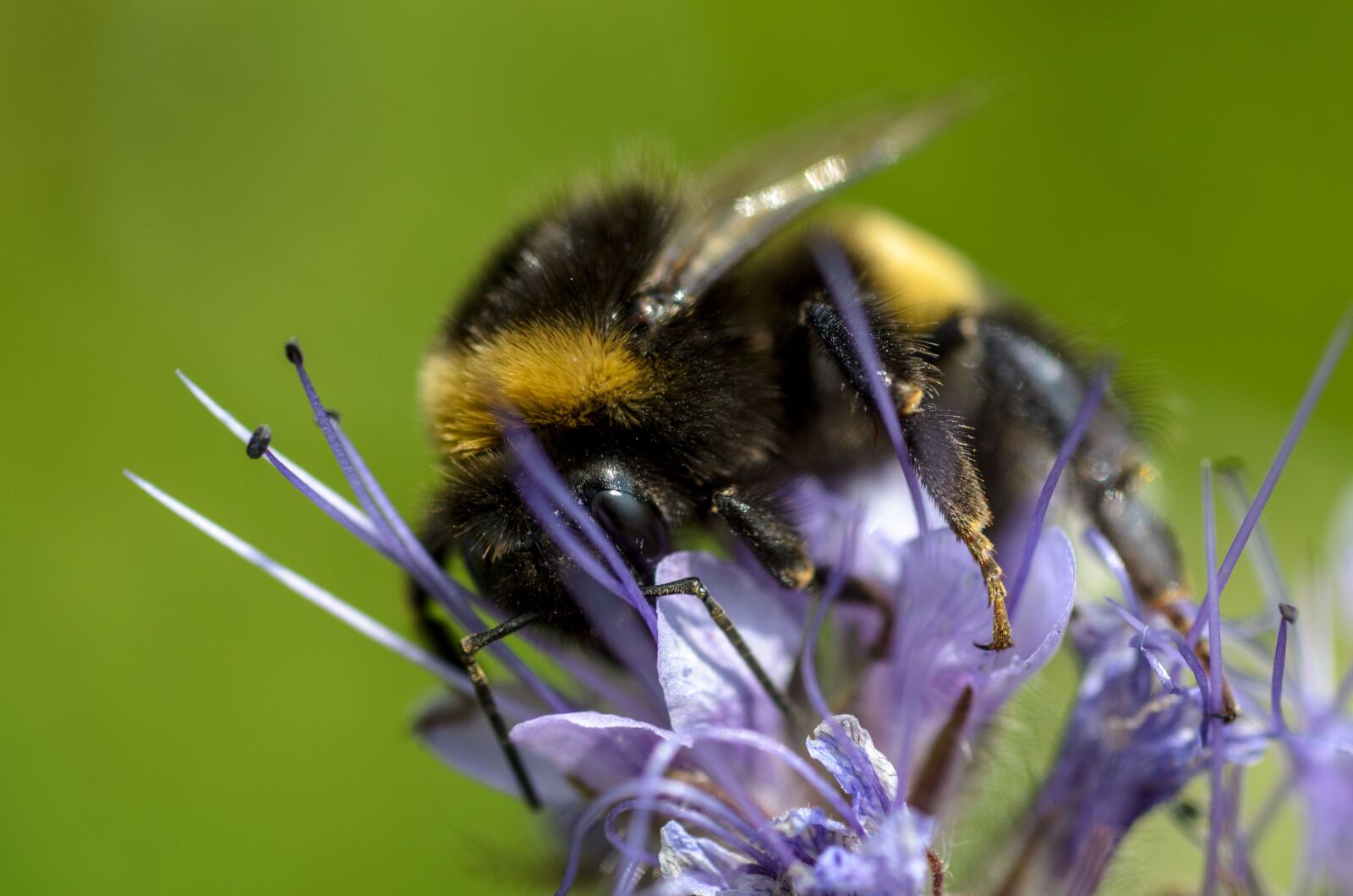 Nikon D7000 sample photo. Bumblebee, macro, insect photography