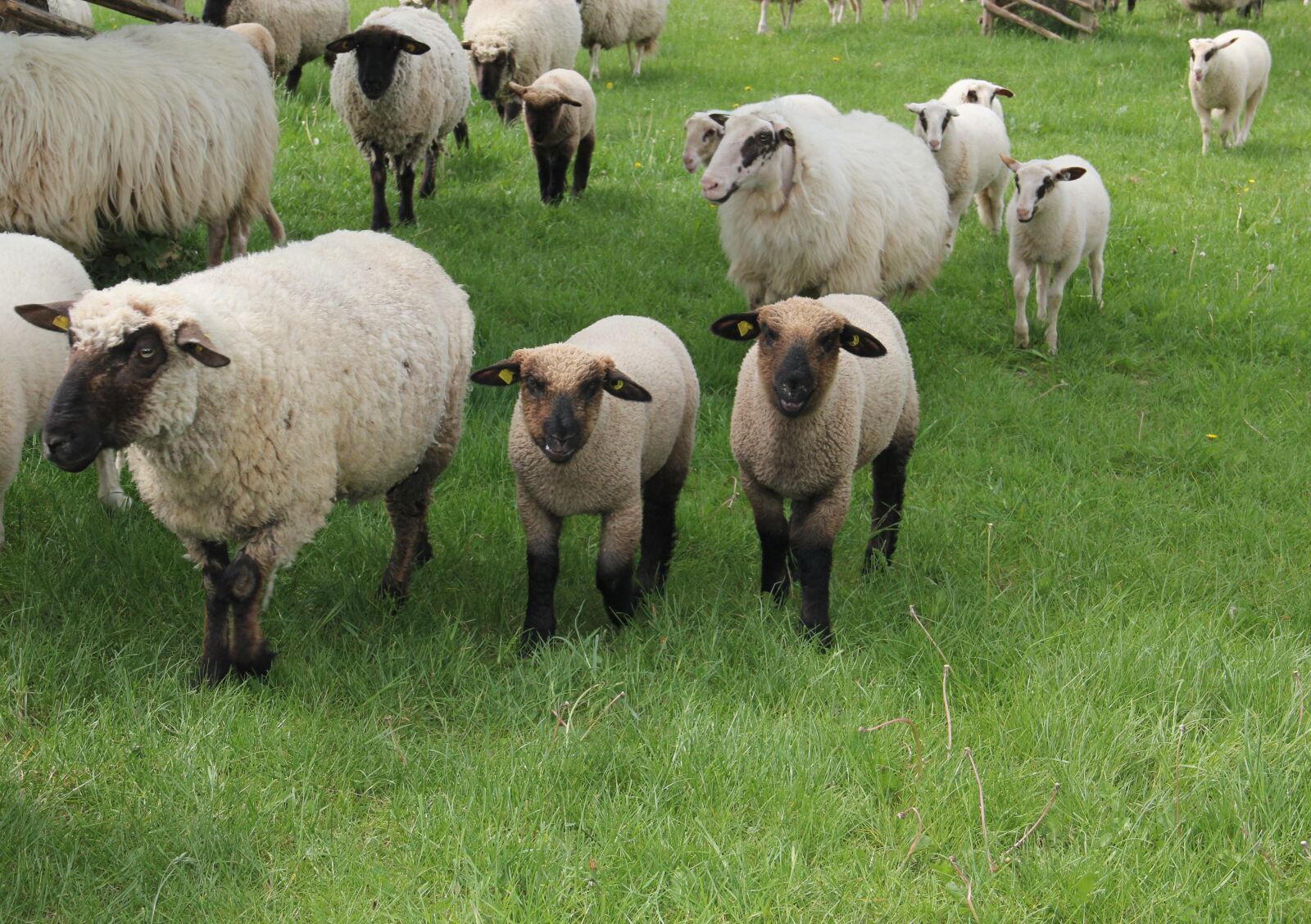 Canon EOS 550D (EOS Rebel T2i / EOS Kiss X4) sample photo. Westphalian black head sheep photography