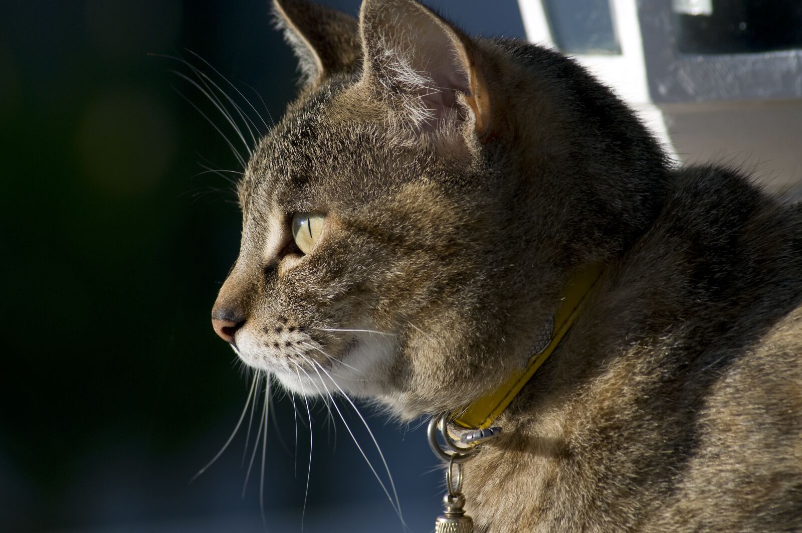 Nikon D300 sample photo. Tabby, feline, cat photography
