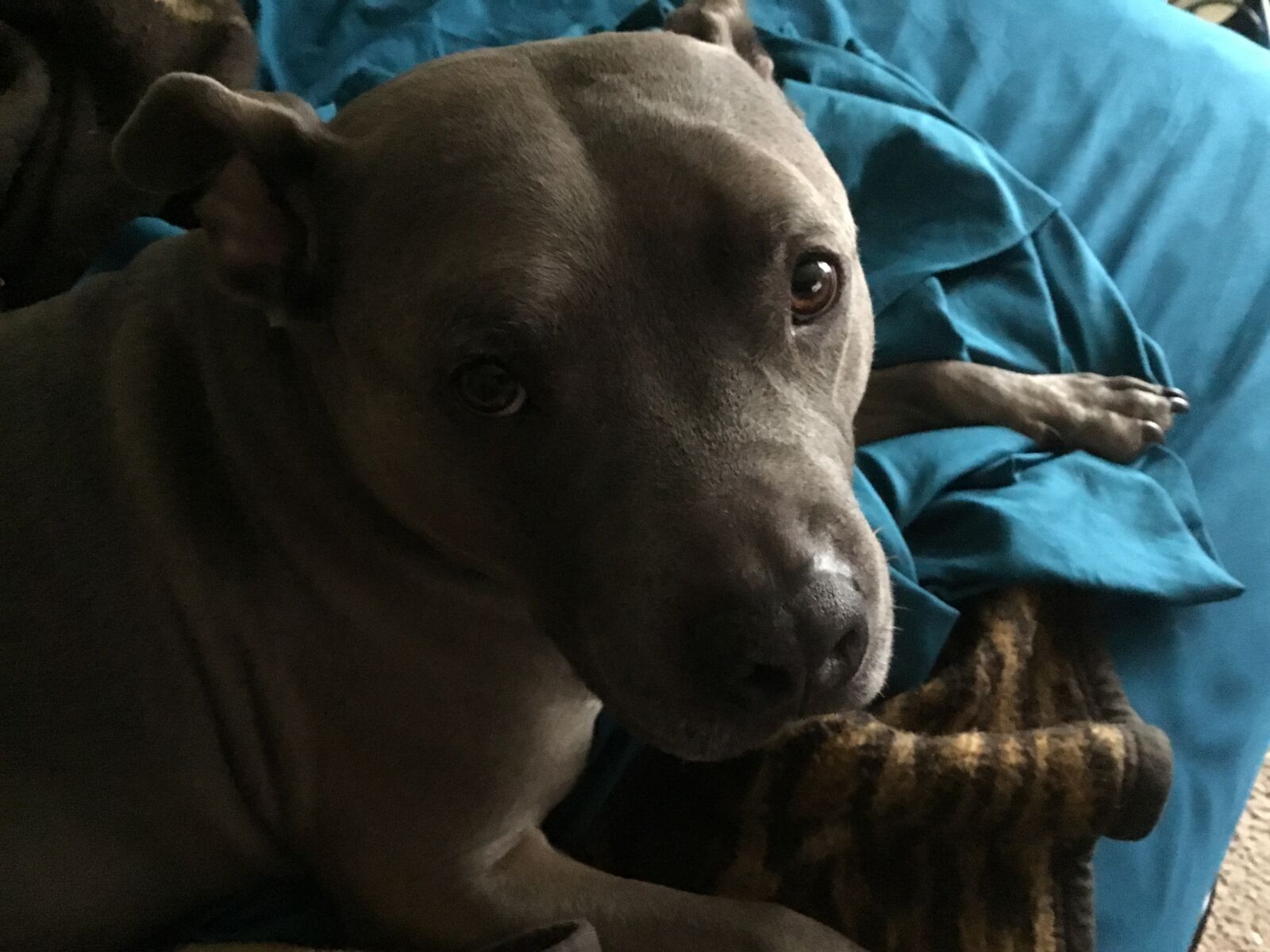 Apple iPad (5th generation) sample photo