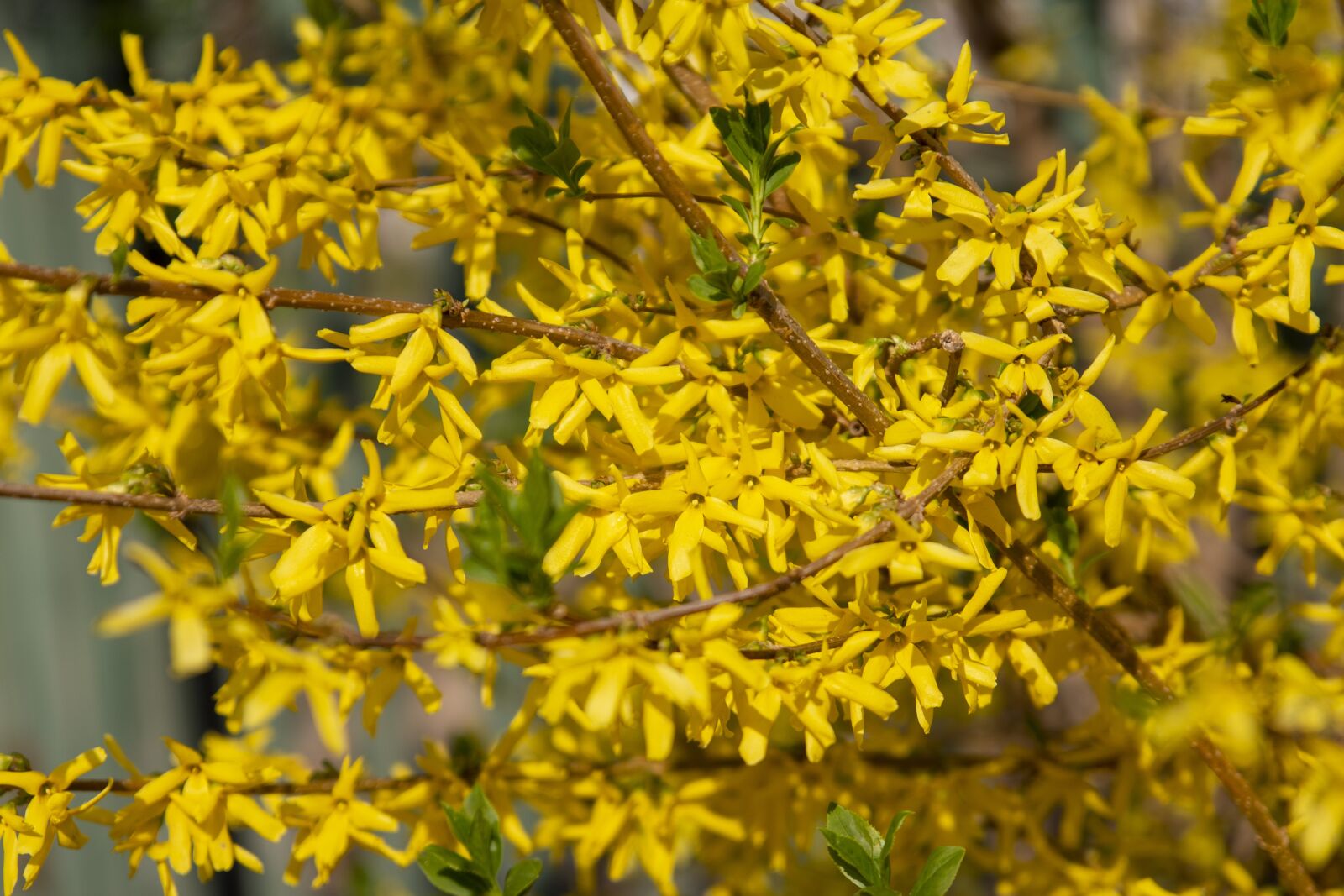 Canon EOS 60D sample photo. Forsythia, shrub, forsythia european photography