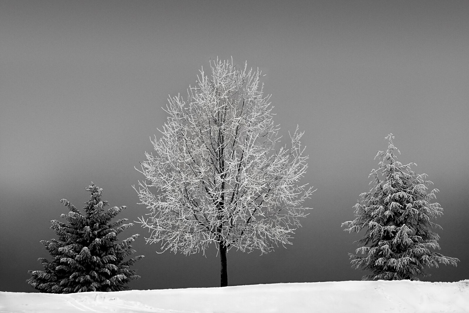 Canon EOS 40D sample photo. Trees, winter, cold photography