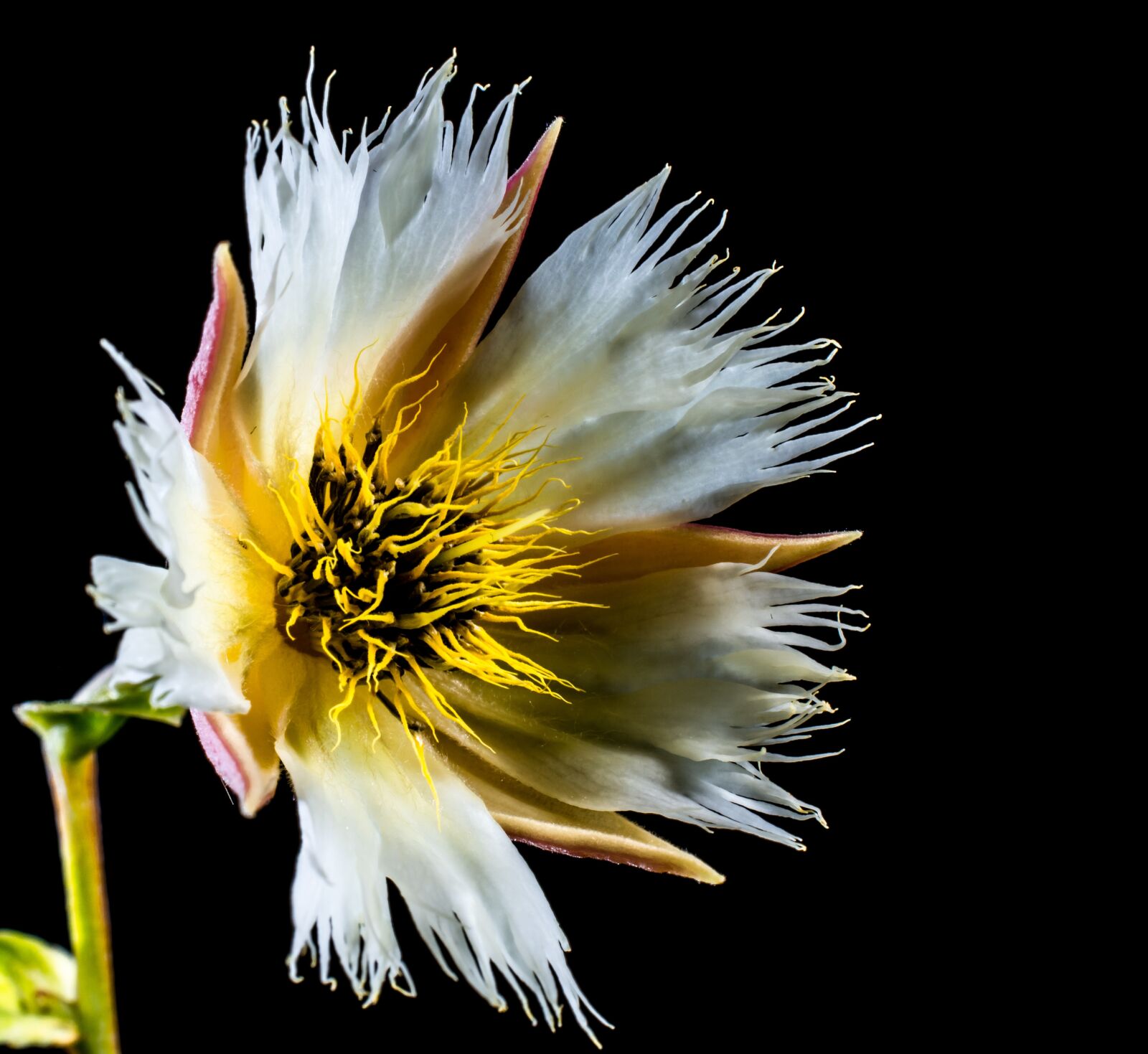 Nikon D5200 sample photo. Blossom, blossom, bloom photography