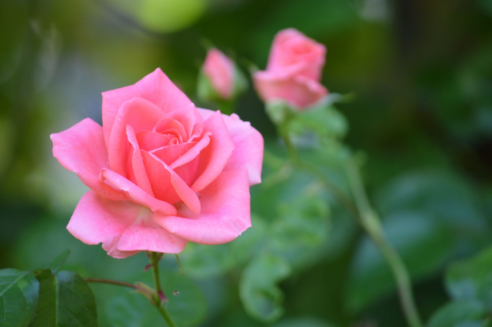 Nikon D3200 sample photo. Pink, flower, flowers photography